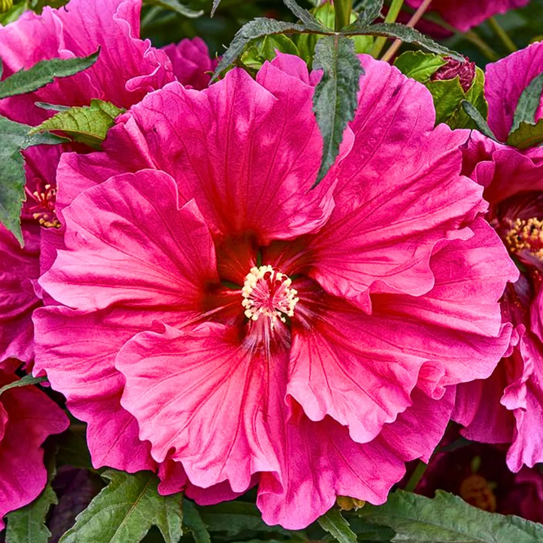 Hibiscus Mixed Flower seeds for Planting - Pollinator Friendly, Heirloom & GMO Free Seeds for Home Garden