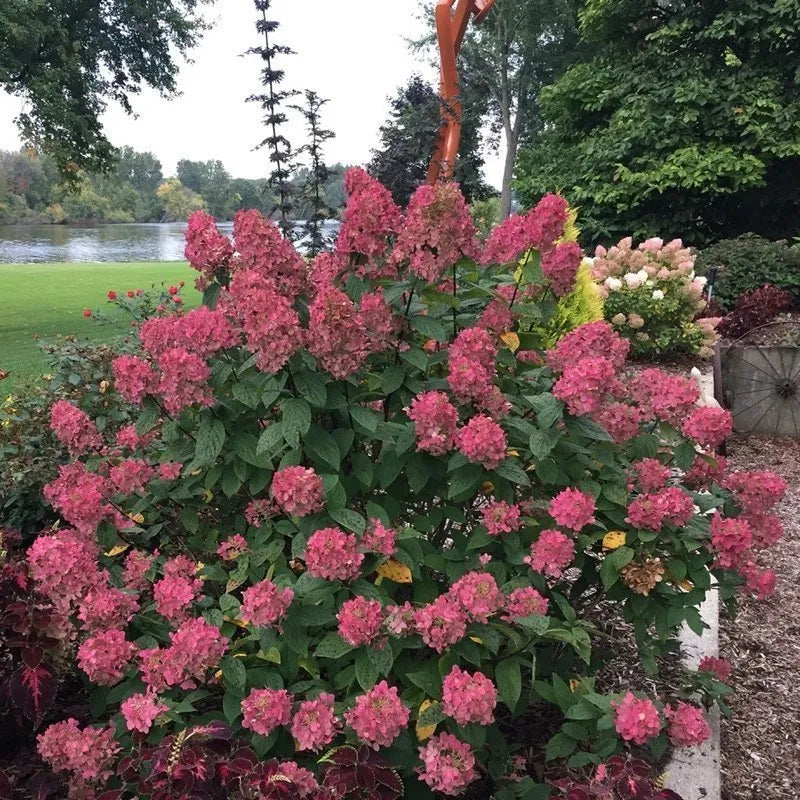 Vainilla Hortensia Flower seeds for Planting - Garden Favorite, Heirloom & GMO Free Seeds for Home Garden