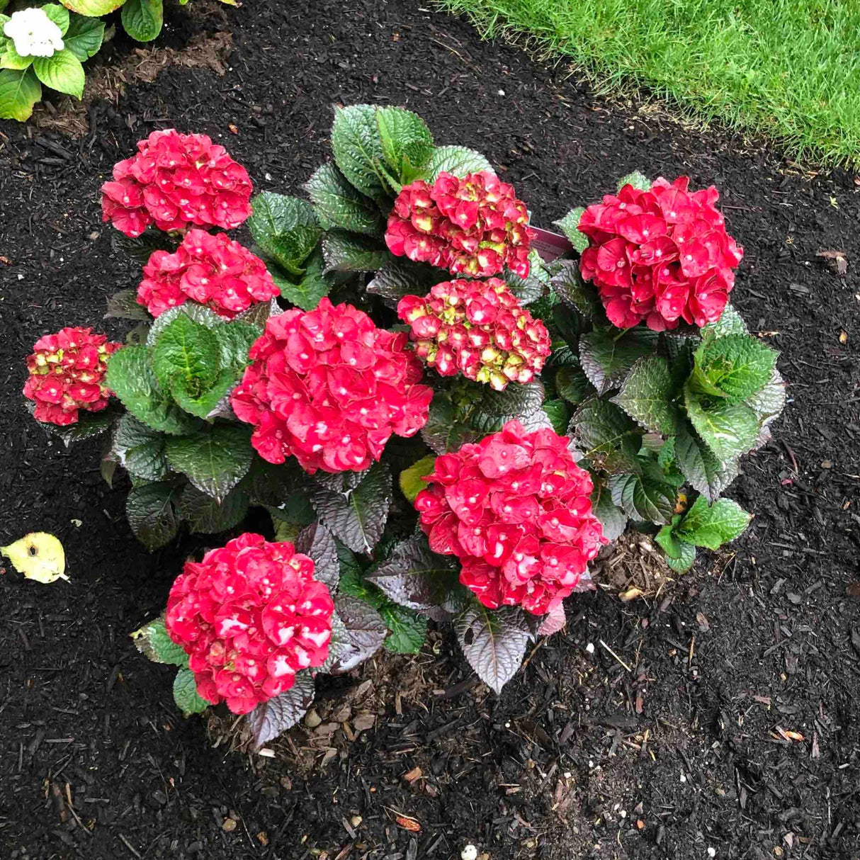 Green & Red Hydrangea Flower seeds for Planting - Easy to Grow, Heirloom & GMO Free Seeds for Home Garden
