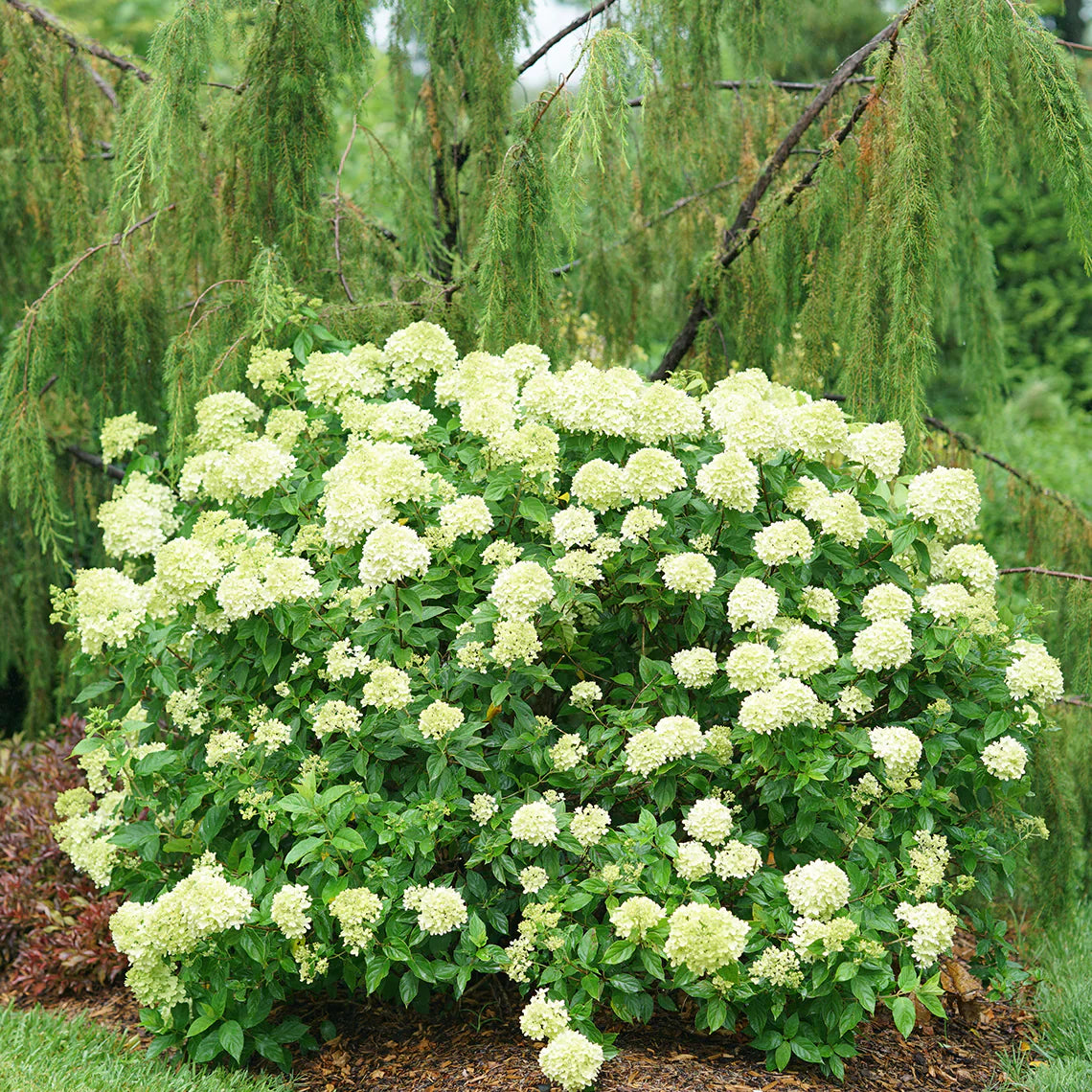 Little Lime Hydrangea Flower seeds blooming in flower beds, containers, borders, and pollinator-friendly gardens