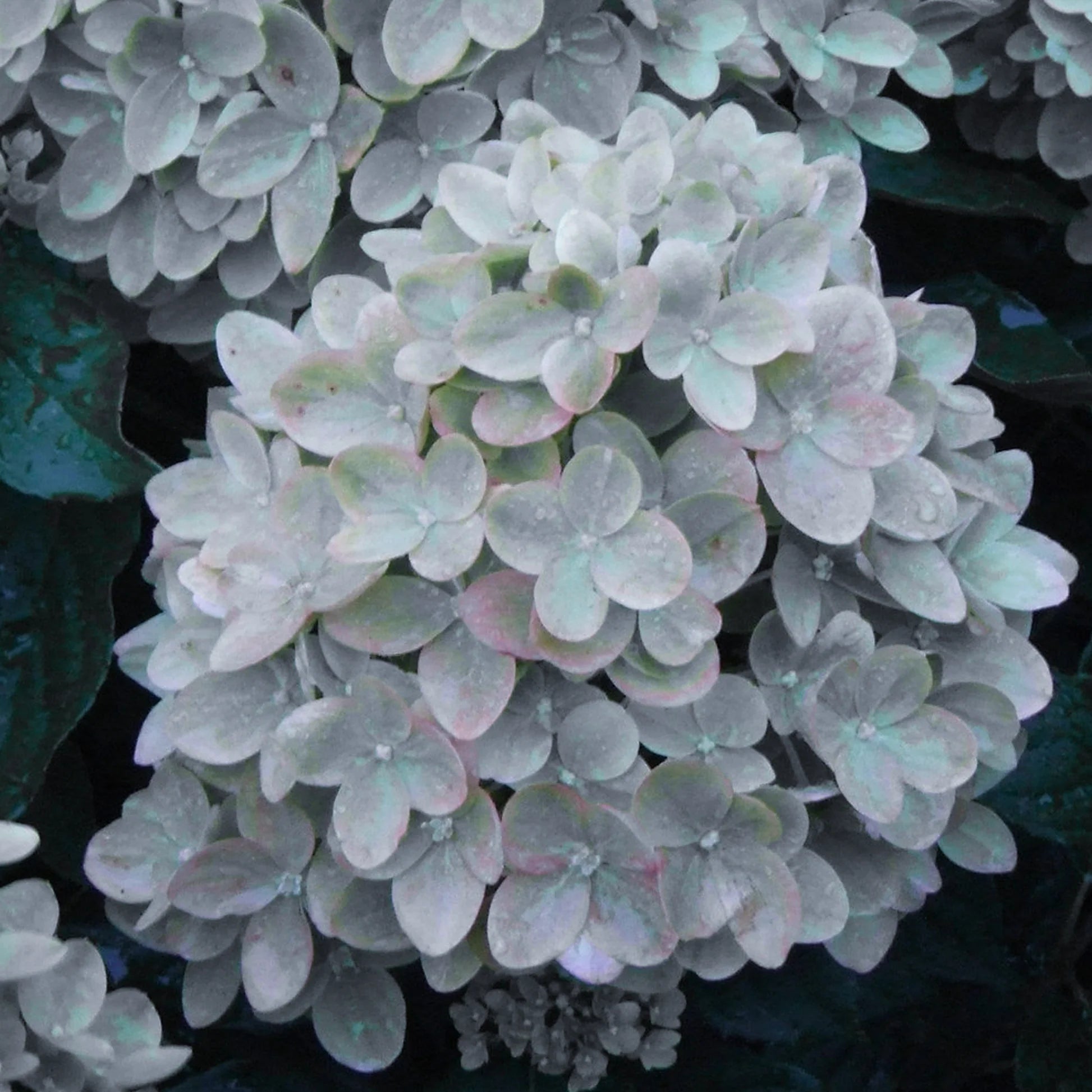 Khaki Hydrangea Flower seeds for Planting - Cottage Garden Essential, Heirloom & GMO Free Seeds for Home Garden
