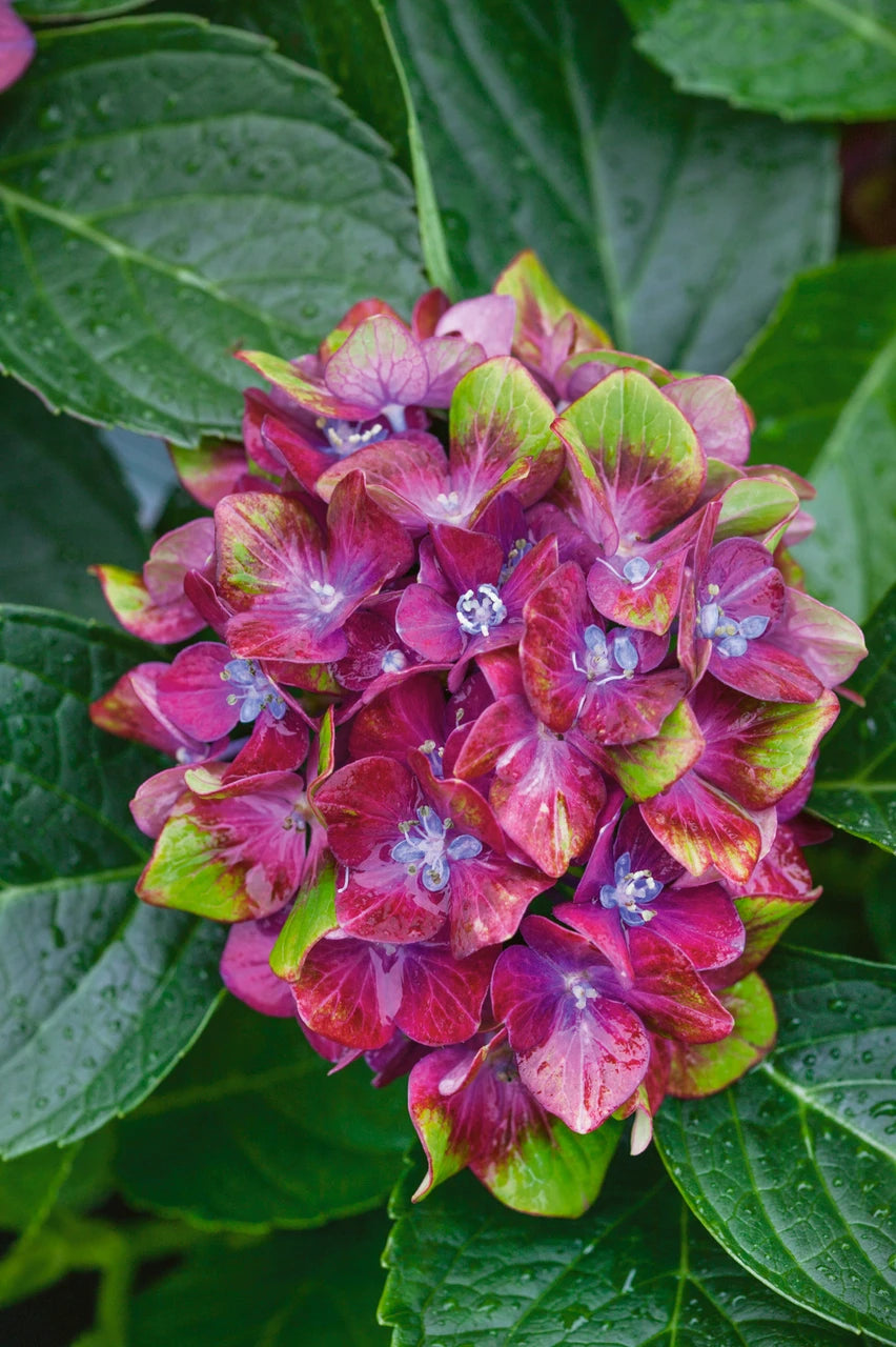 Rainbow Hydrangea Flower seeds for Planting - Compact Growth, Heirloom & GMO Free Seeds for Home Garden Sale - Evergrowseeds