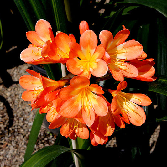 Mixed Clivia Clivia spp Seeds for Planting in Indoor Garden