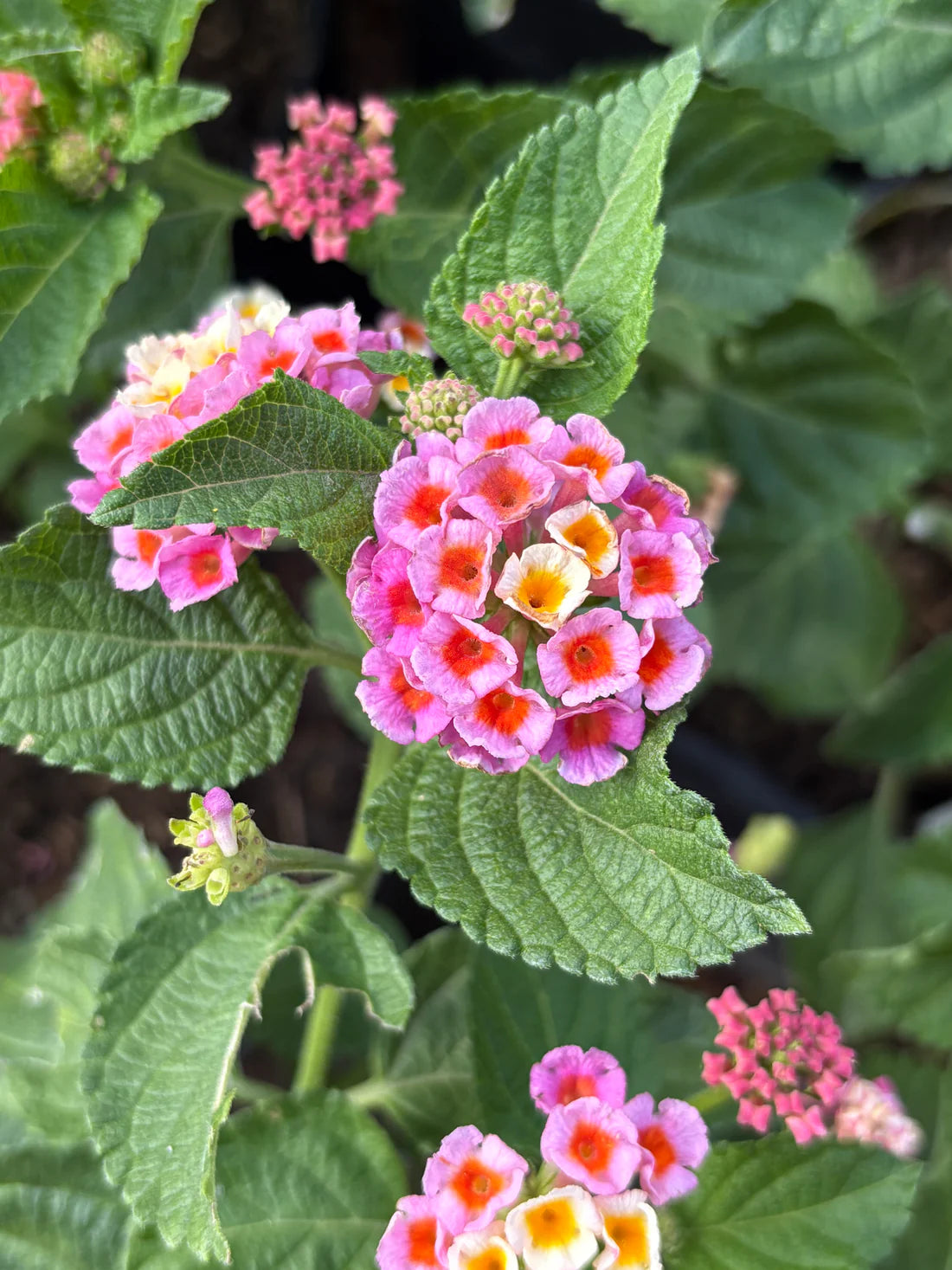 Wandelröschen Flower seeds for Planting - Bright Blooms, Heirloom & GMO Free Seeds for Home Garden