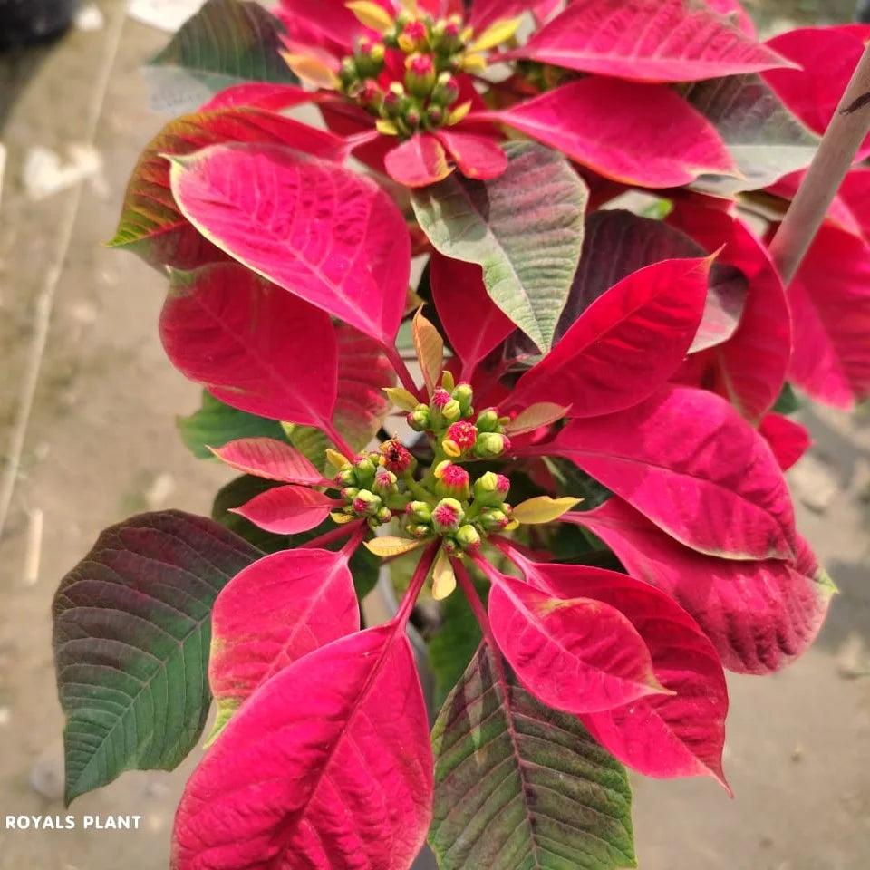 Light Pink Euphorbia Pulcherrima Flower seeds for Planting - Pollinator Friendly, Heirloom & GMO Free Seeds for Home Gar
