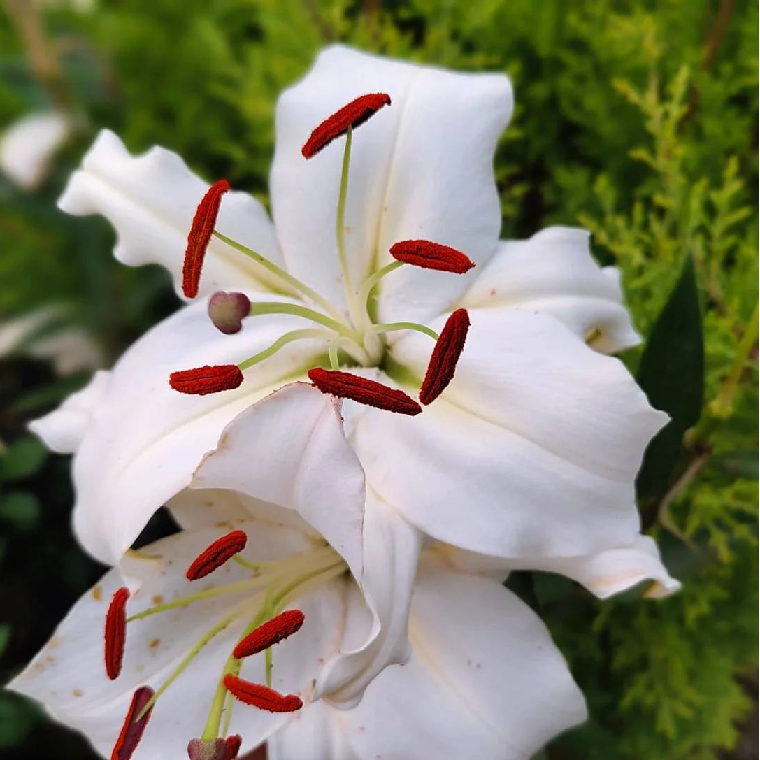 Casa Blanca Flower seeds for Planting - Perfect for Borders, Heirloom & GMO Free Seeds for Home Garden