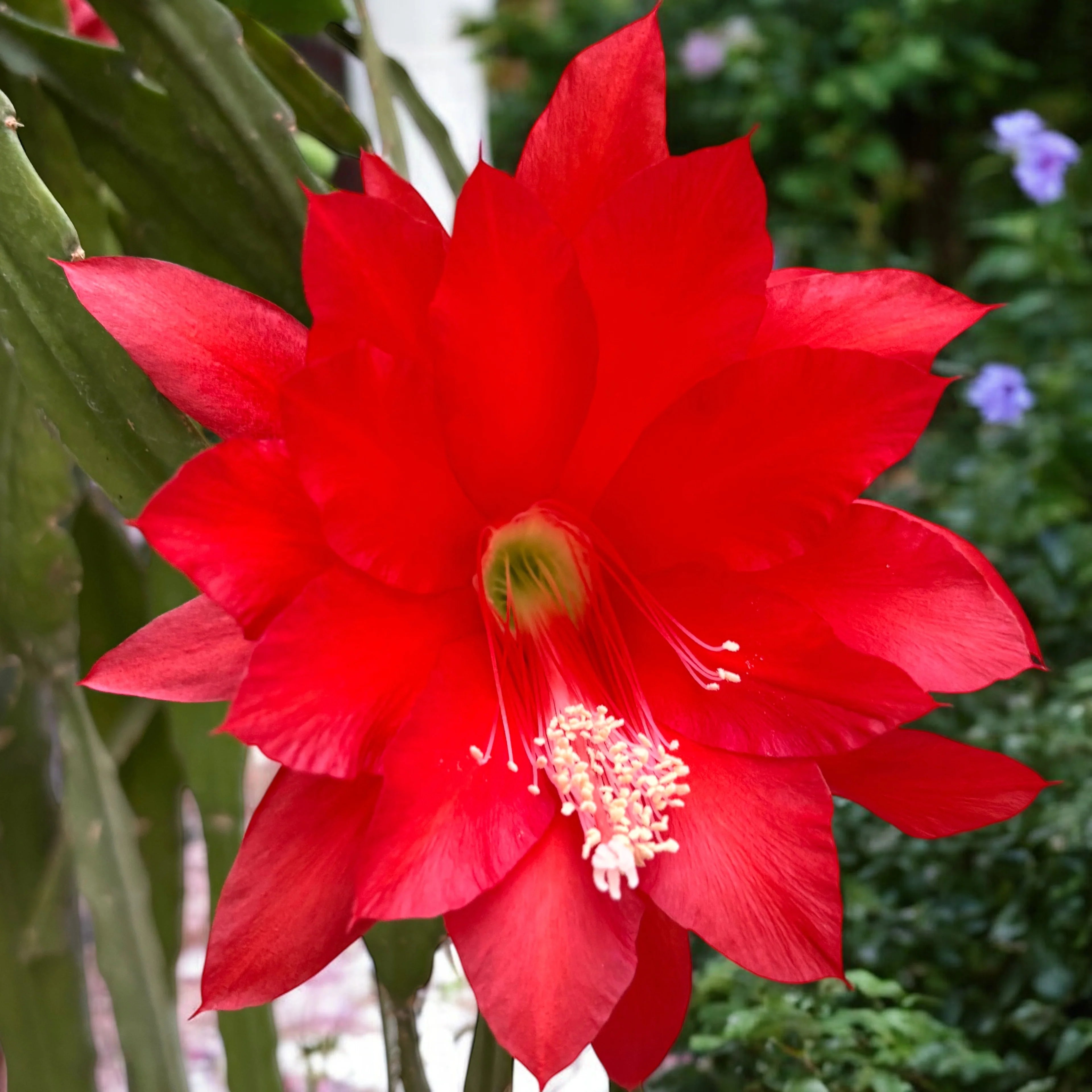 Epiphyllum Flower seeds for Planting - Cut Flower Favorite, Heirloom & GMO Free Seeds for Home Garden