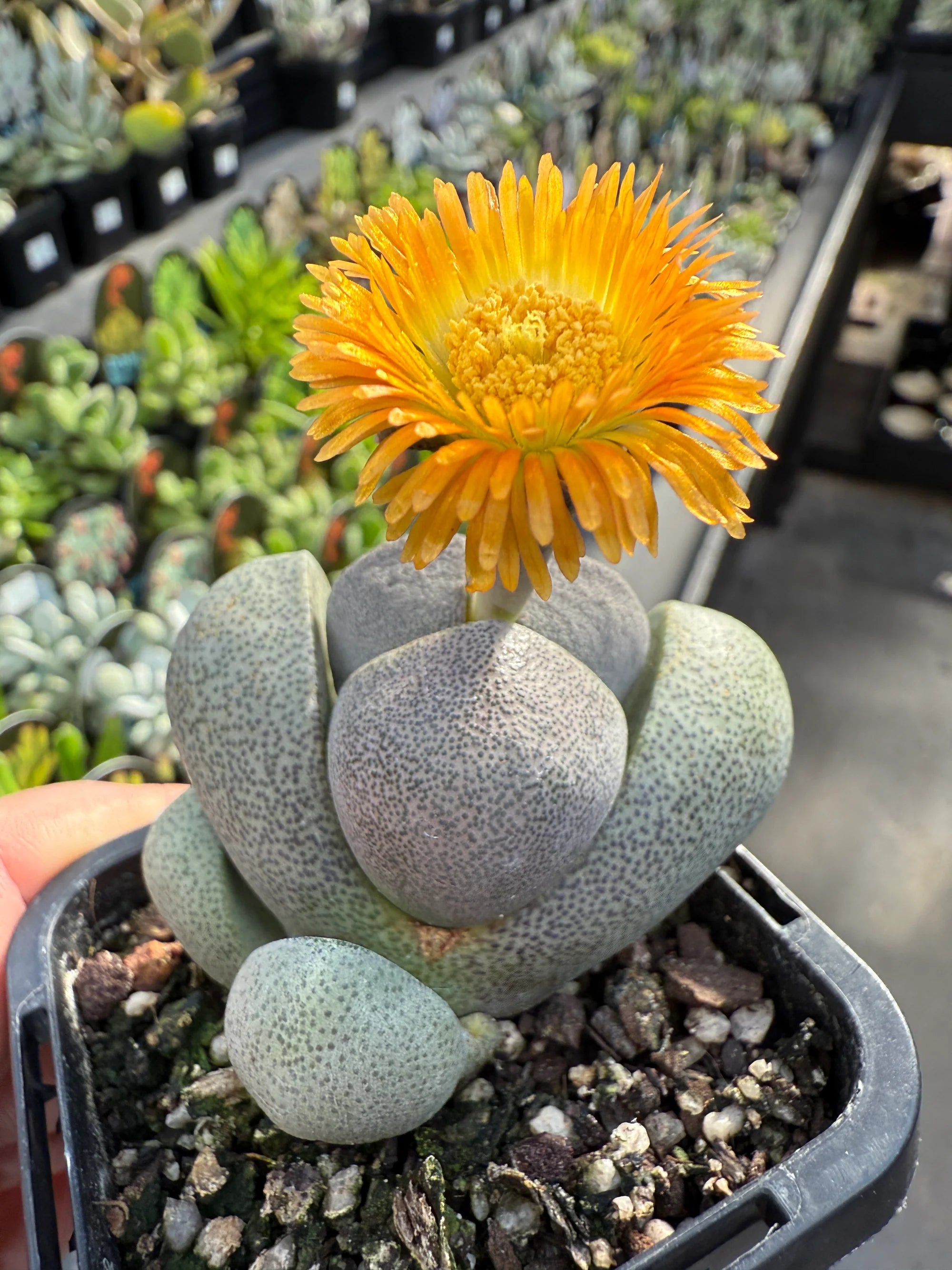 Pleiospilos Flower seeds blooming in flower beds, containers, borders, and pollinator-friendly gardens