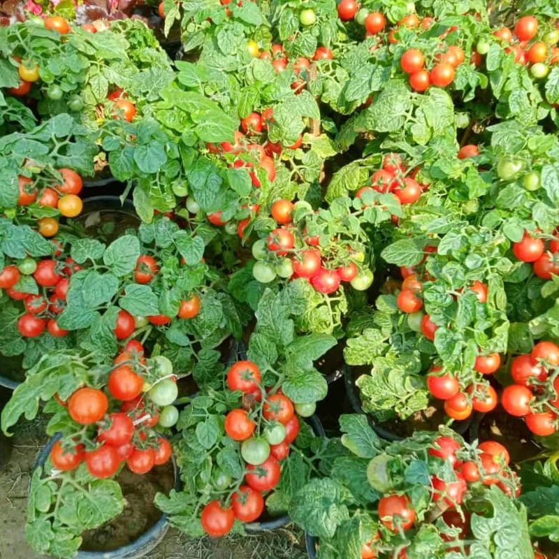 Red Tumbler Tomato Seeds for Planting for Planting, Premium Vegetable Seeds | Heirloom Non-GMO