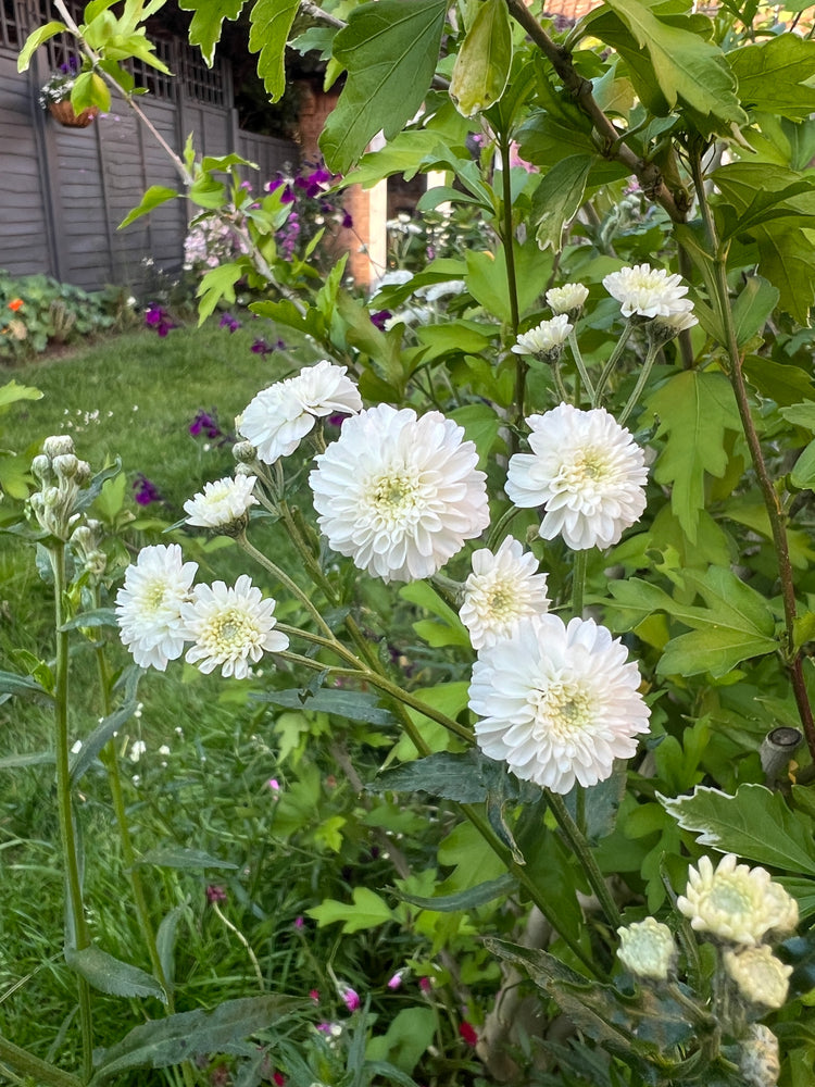 Ptarmica Flower seeds blooming in flower beds, containers, borders, and pollinator-friendly gardens
