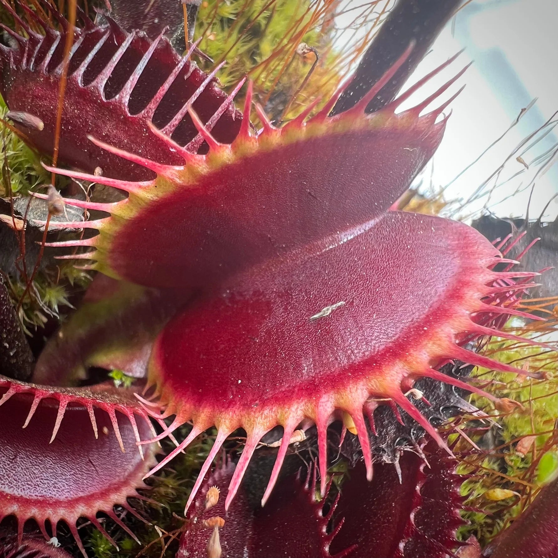 Venus Fly Trap Red Flower seeds for Planting - Pollinator Friendly, Heirloom & GMO Free Seeds for Home Garden