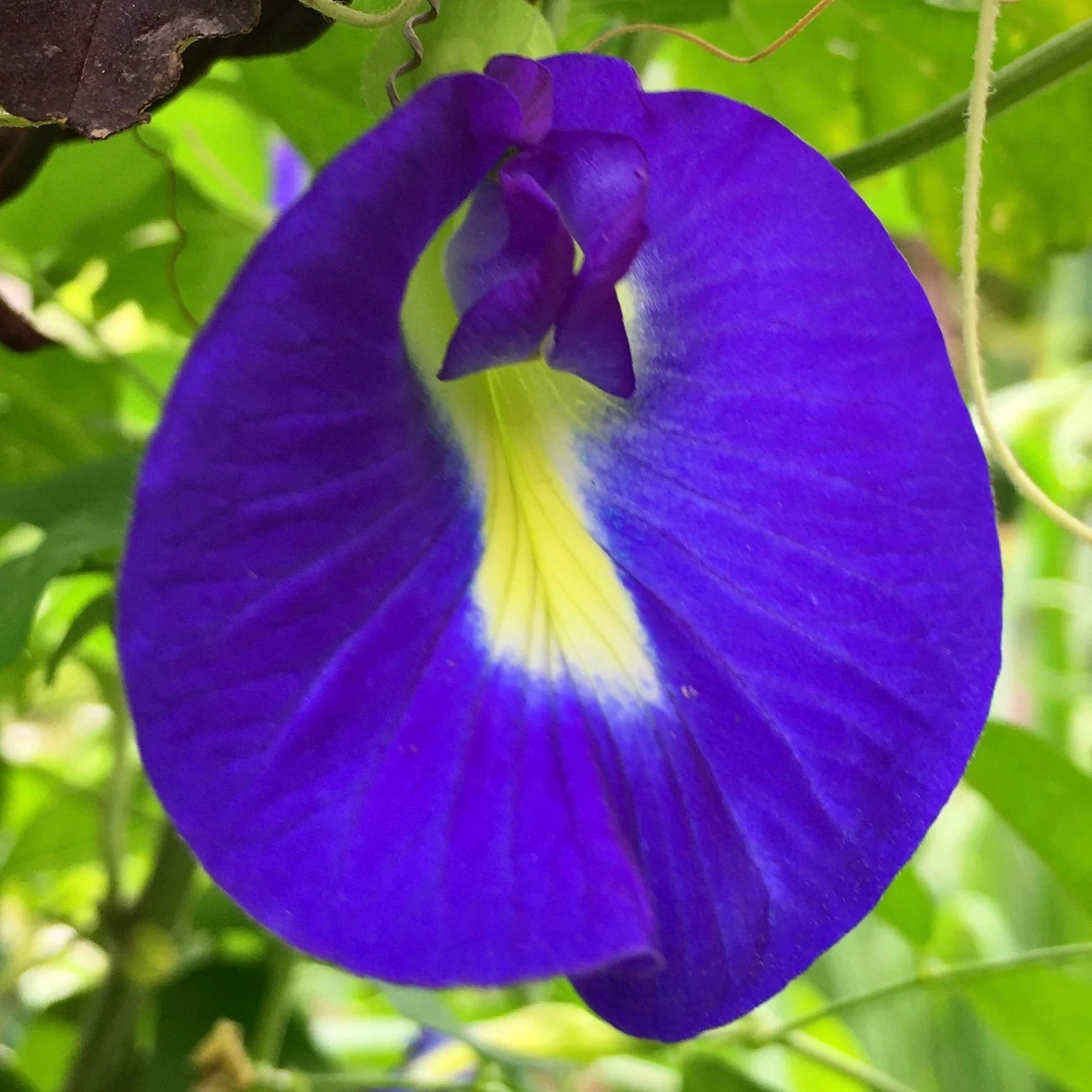 Blue Clitoria ternatea Flower seeds for Planting - Easy to Grow, Heirloom & GMO Free Seeds for Home Garden
