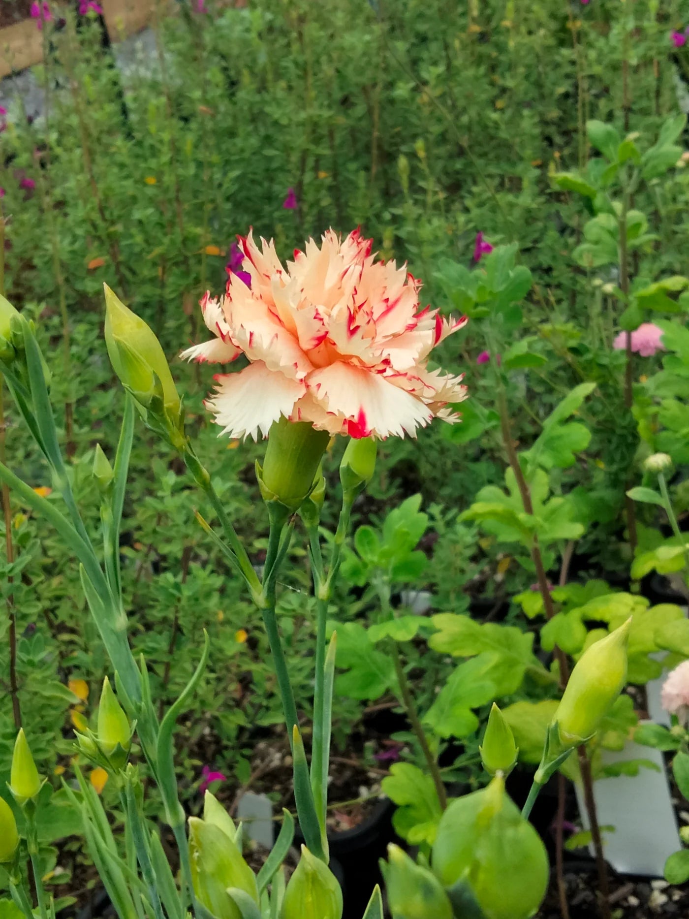 Light Orange Carnation Flower seeds for Planting - Wildflower Mix, Heirloom & GMO Free Seeds for Home Garden