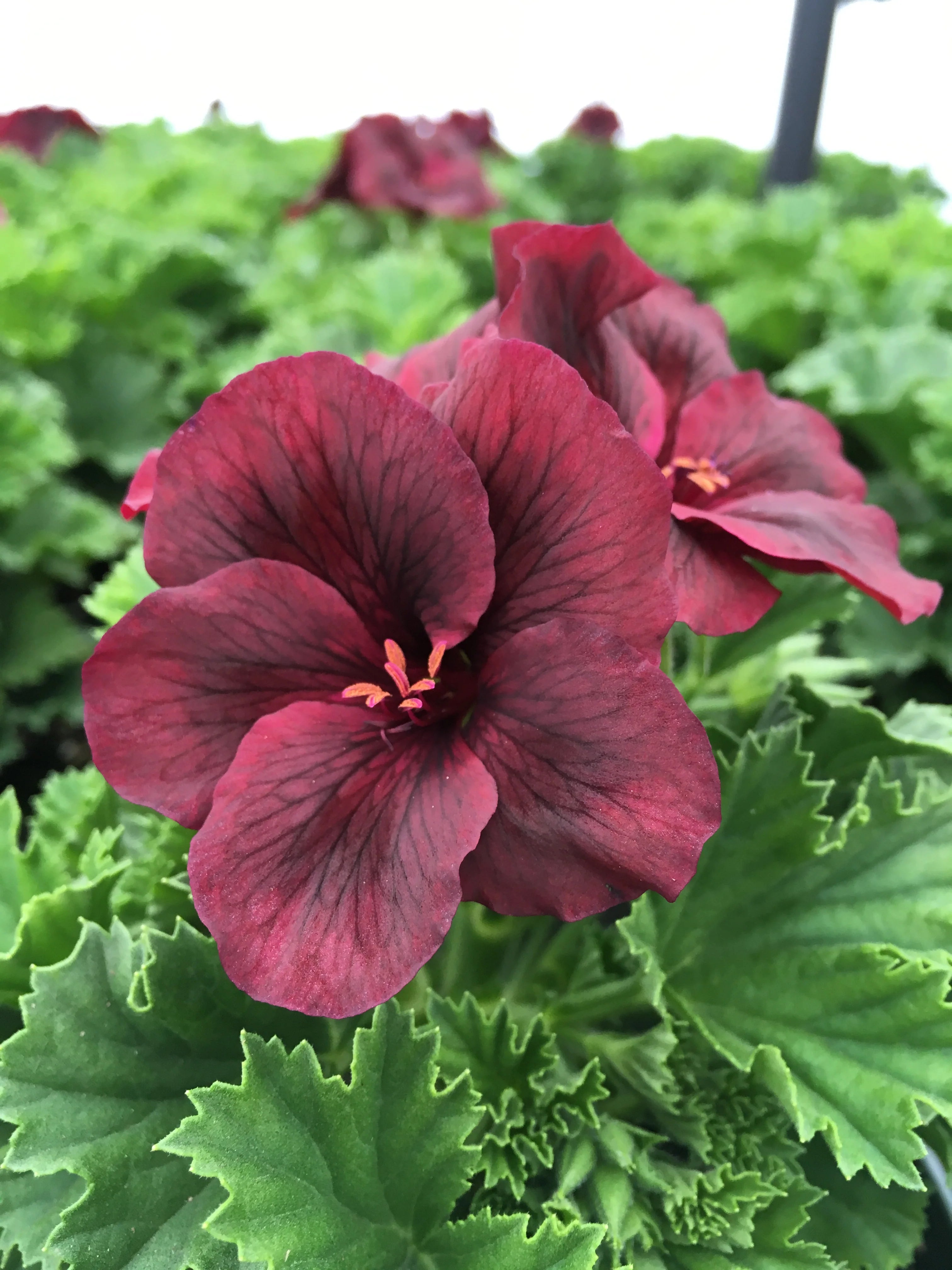 Burgundy Geranium Flower seeds for Planting - Hardy Variety, Heirloom & GMO Free Seeds for Home Garden