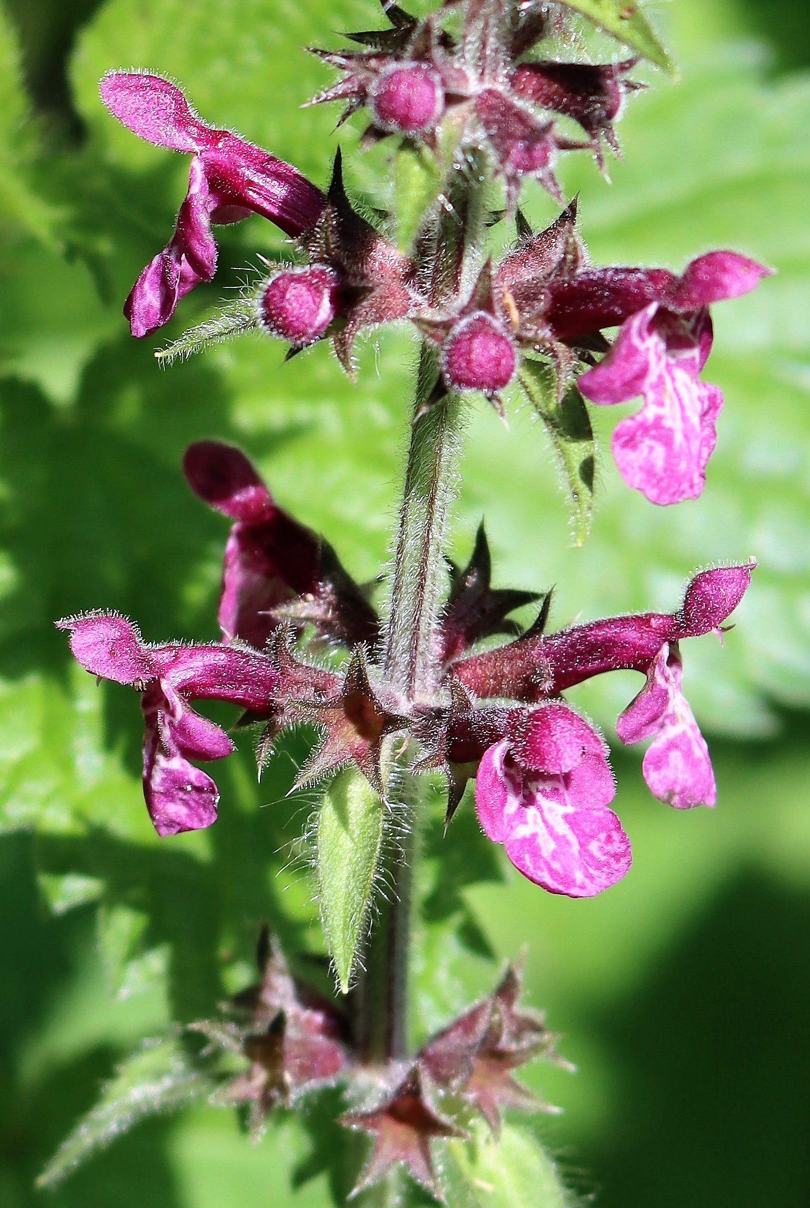 Purple Horehound Flower seeds for Planting - Drought Tolerant, Heirloom & GMO Free Seeds for Home Garden