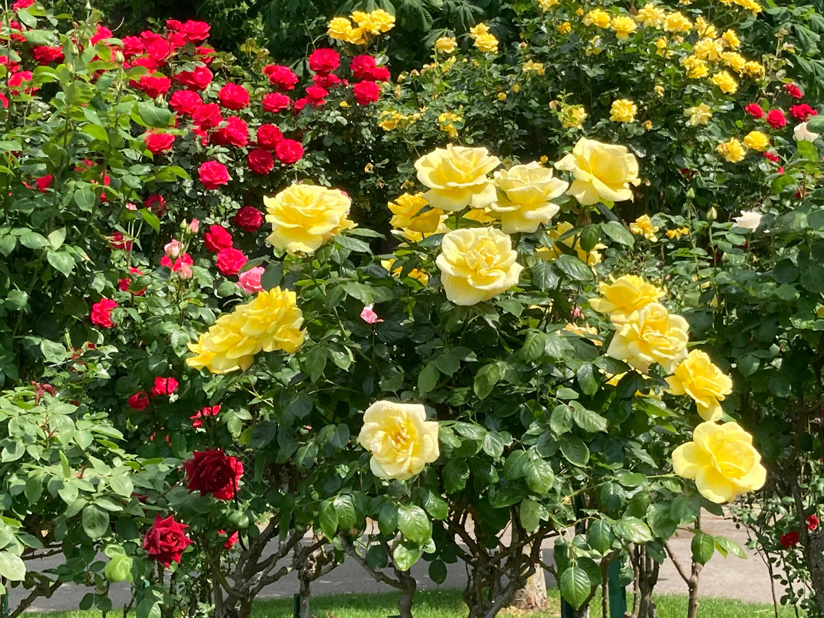 Mixed Color Home Garden Rose Flower Seeds for Planting Low Maintenance Heirloom & GMO Free Seeds for Home Garden
Sale