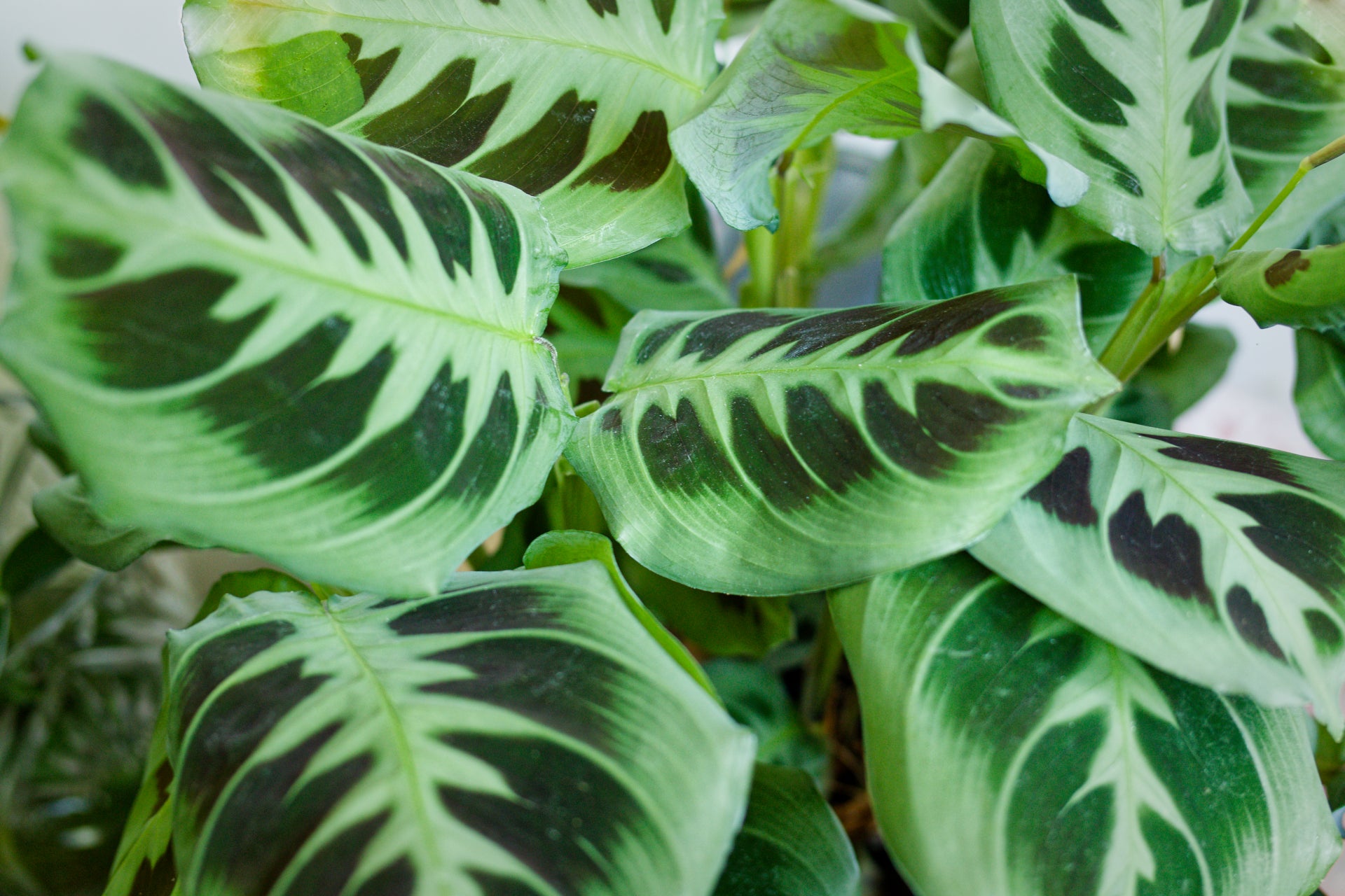Maranta Leuconeura - Flower seeds for Planting - Compact Growth, Heirloom & GMO Free Seeds for Home Garden