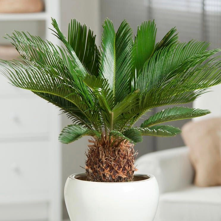 Cycas Flower seeds for Planting - Premium Quality, Heirloom & GMO Free Seeds for Home Garden
