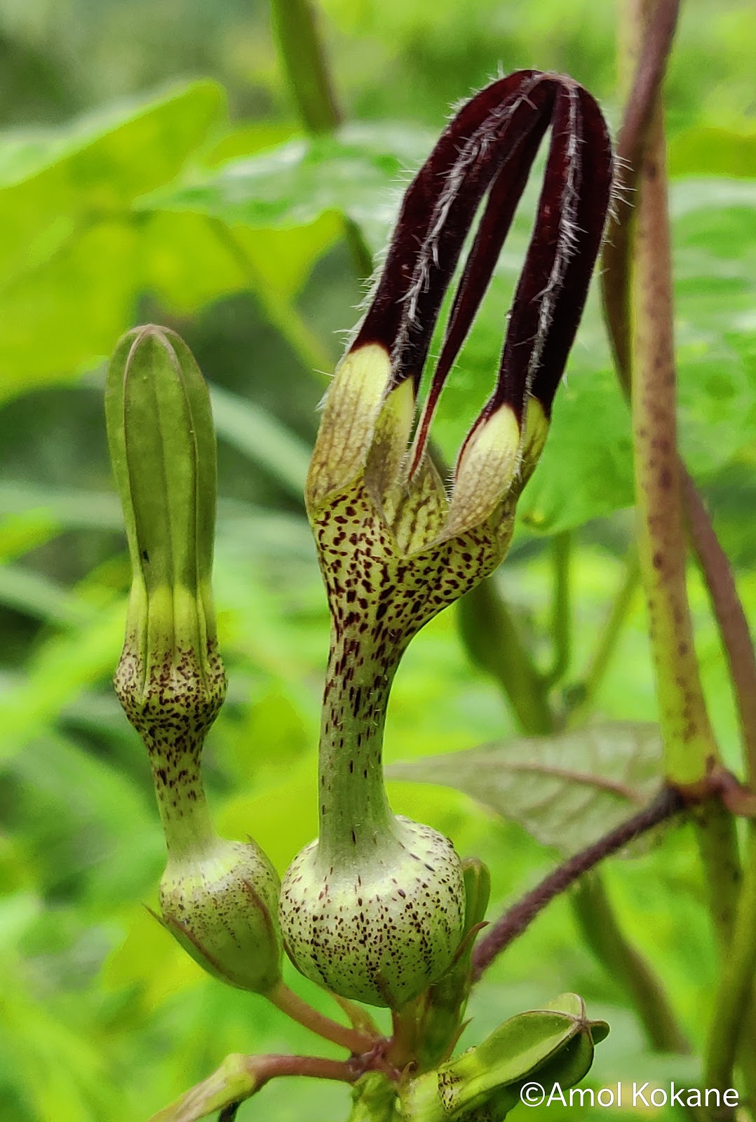 Ceropegia Seeds for Planting: Collectible Seed Packets