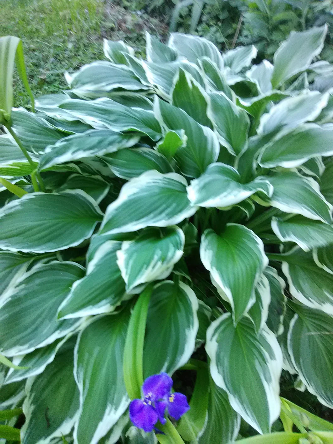Sea Green Hosta Flower seeds for Planting - Compact Growth, Heirloom & GMO Free Seeds for Home Garden