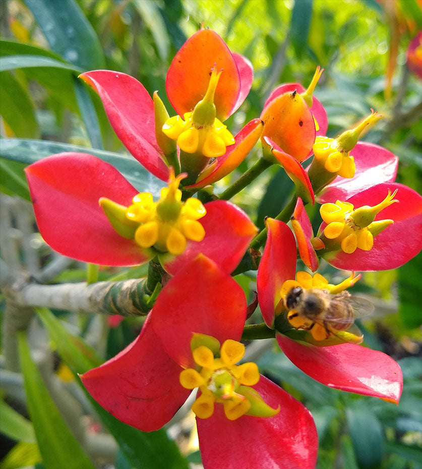 Red Euphorbia Flower seeds for Planting - Cottage Garden Essential, Heirloom & GMO Free Seeds for Home Garden