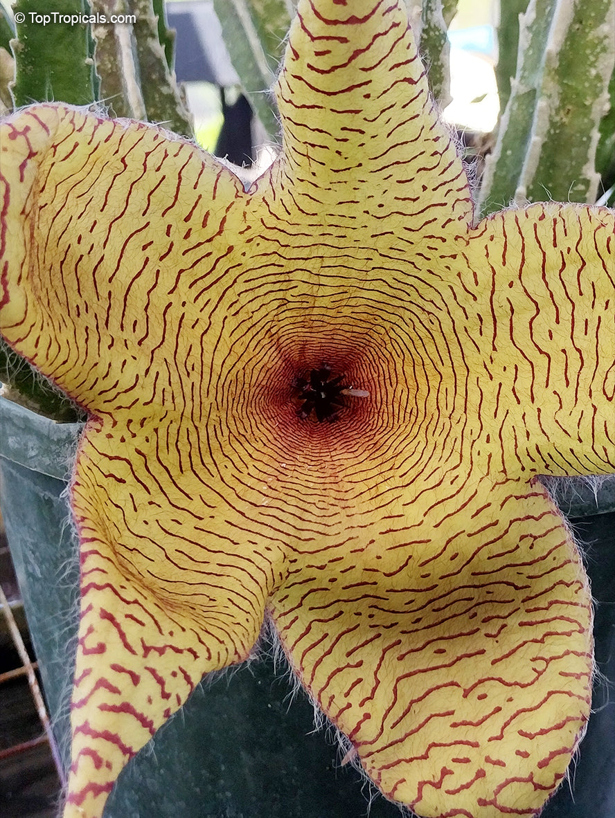 Yellow Stapelia Flower seeds for Planting Hardy Variety Heirloom & GMO Free Seeds for Home Garden
Sale