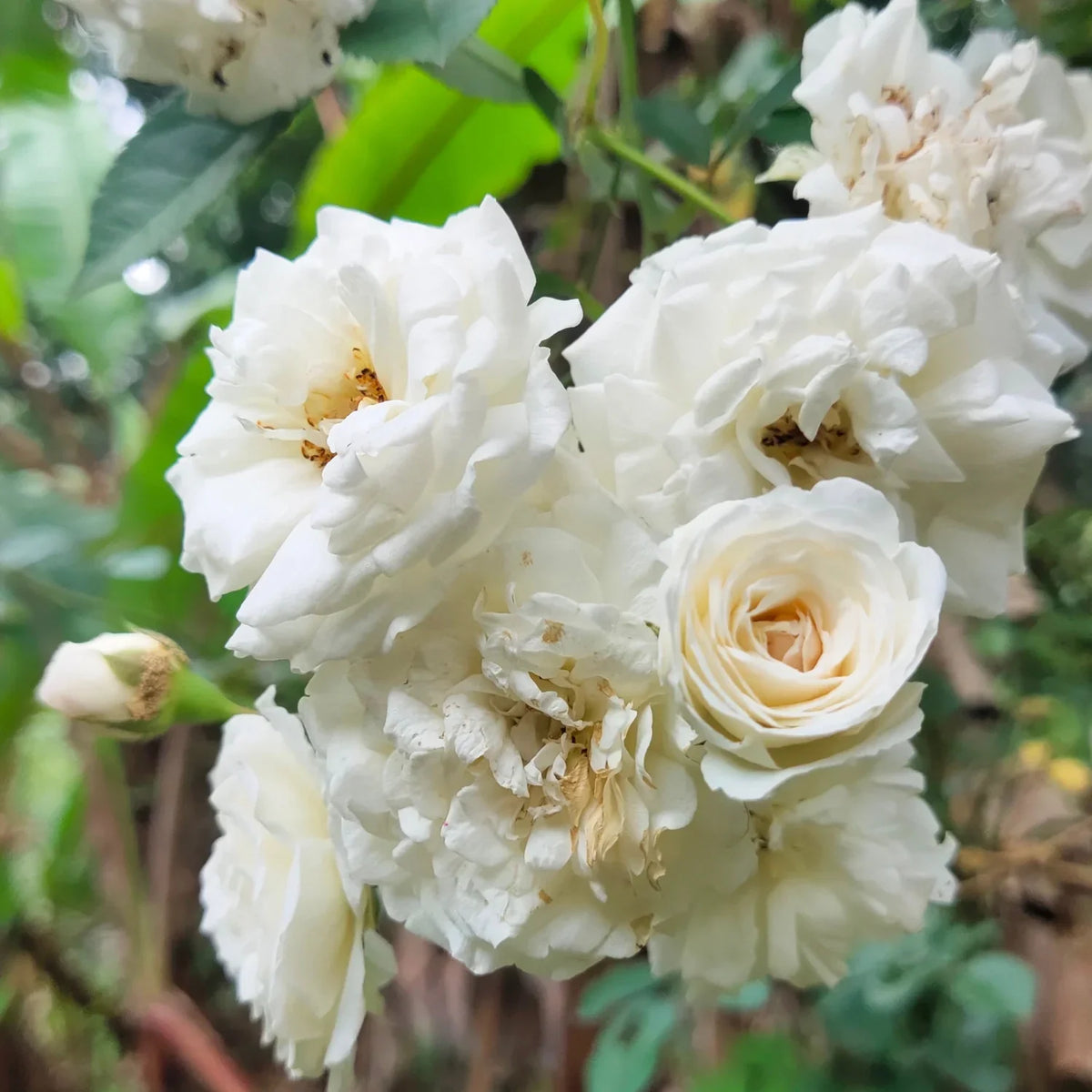 White Climbing Rose Flower seeds for Planting - Wildflower Mix, Heirloom & GMO Free Seeds for Home Garden
Sale seeds for home garden