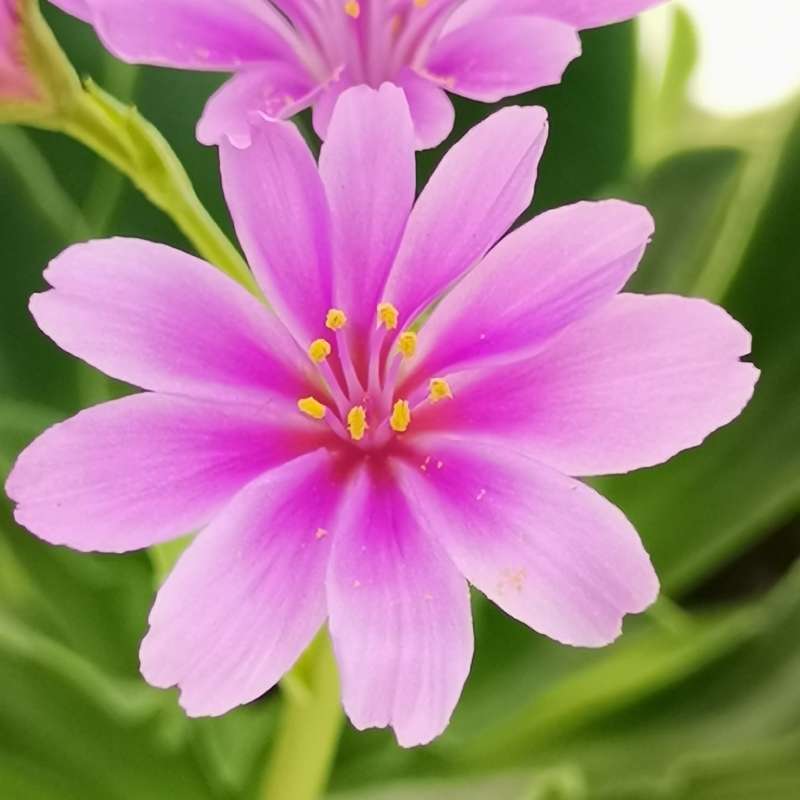 Lewisia Pink Flower Seeds for Planting | Colorful Perennial Blooms - Evergrowseeds