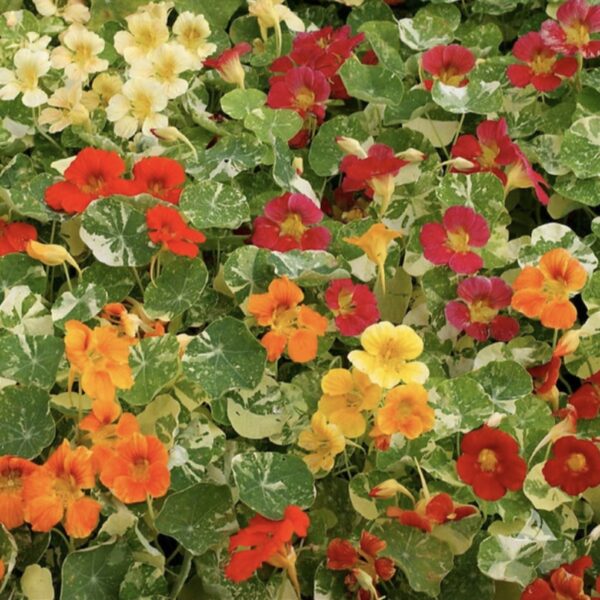 Nasturtium Flower seeds for Planting Long Bloom Season Heirloom & GMO Free Seeds for Home Garden