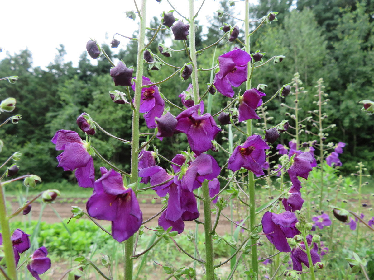 Purple Mullein Flower seeds for Planting - Pollinator Friendly, Heirloom & GMO Free Seeds for Home Garden