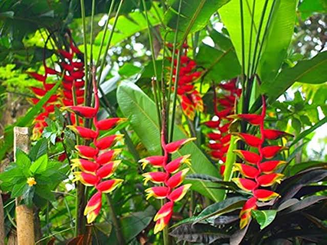 Heliconia Flower seeds for Planting - Cottage Garden Essential, Heirloom & GMO Free Seeds for Home Garden