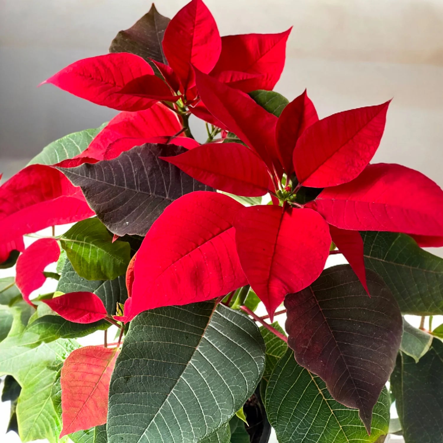 Red Green Poinsettia Flower seeds for Planting Rich Fragrance Heirloom & GMO Free Seeds For Home Garden
Sale