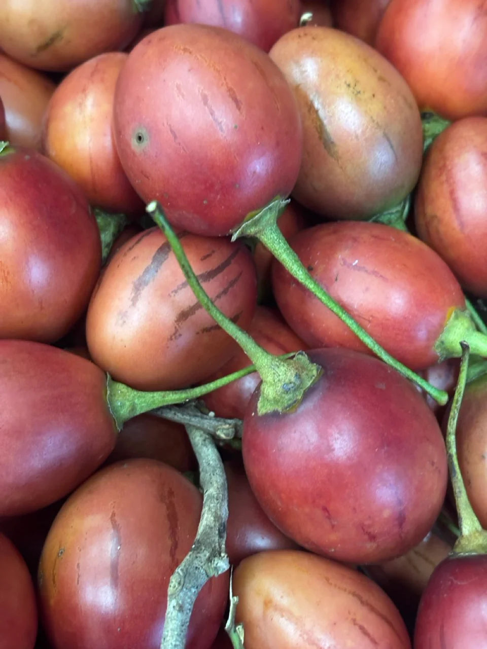 Red Tamarillo Fruit Seeds for Planting Grow Delicious Tamarillos