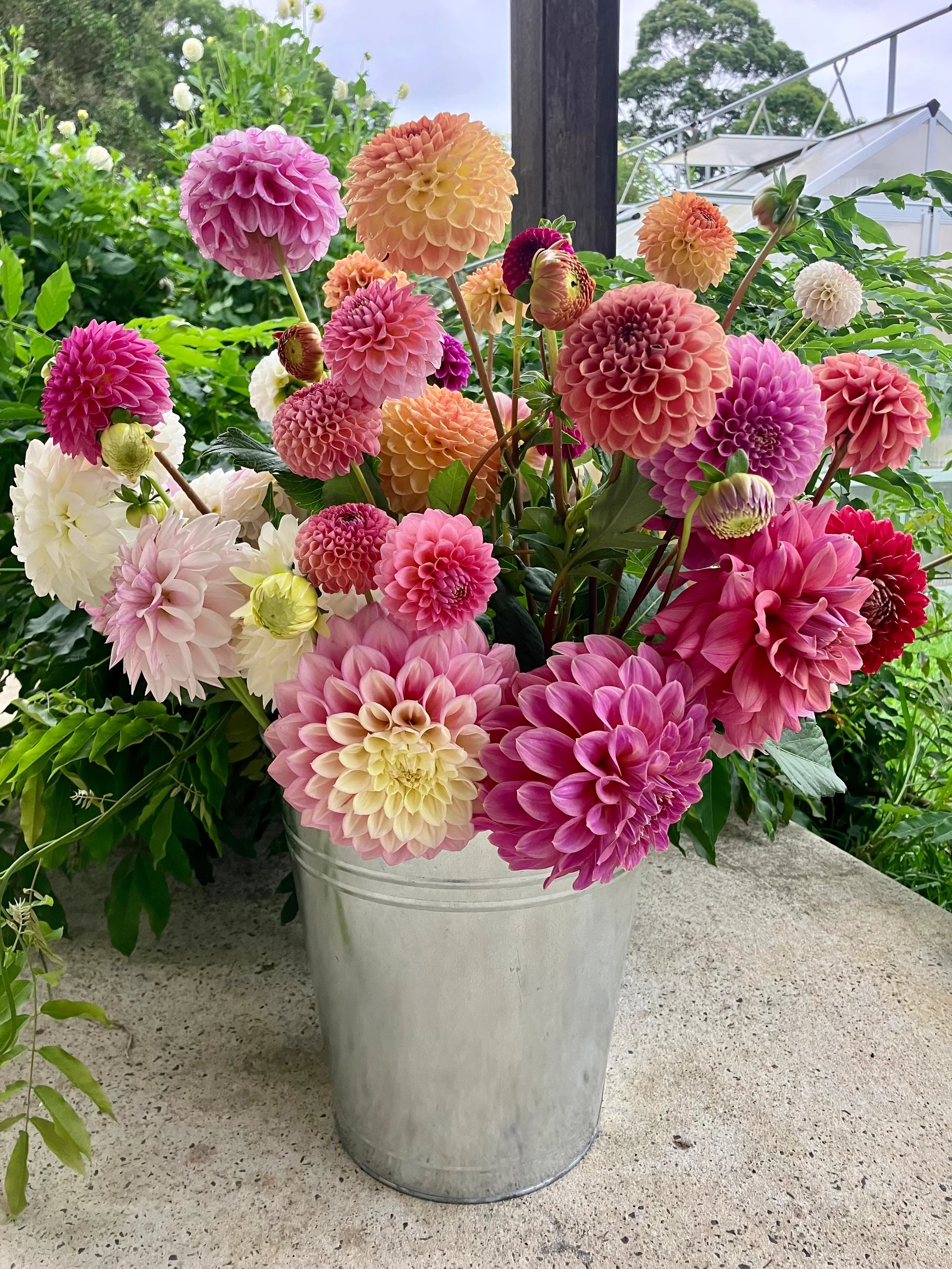 Pink Pompon Dahlia Flower seeds for Planting - Cottage Garden Essential, Heirloom & GMO Free Seeds for Home Garden