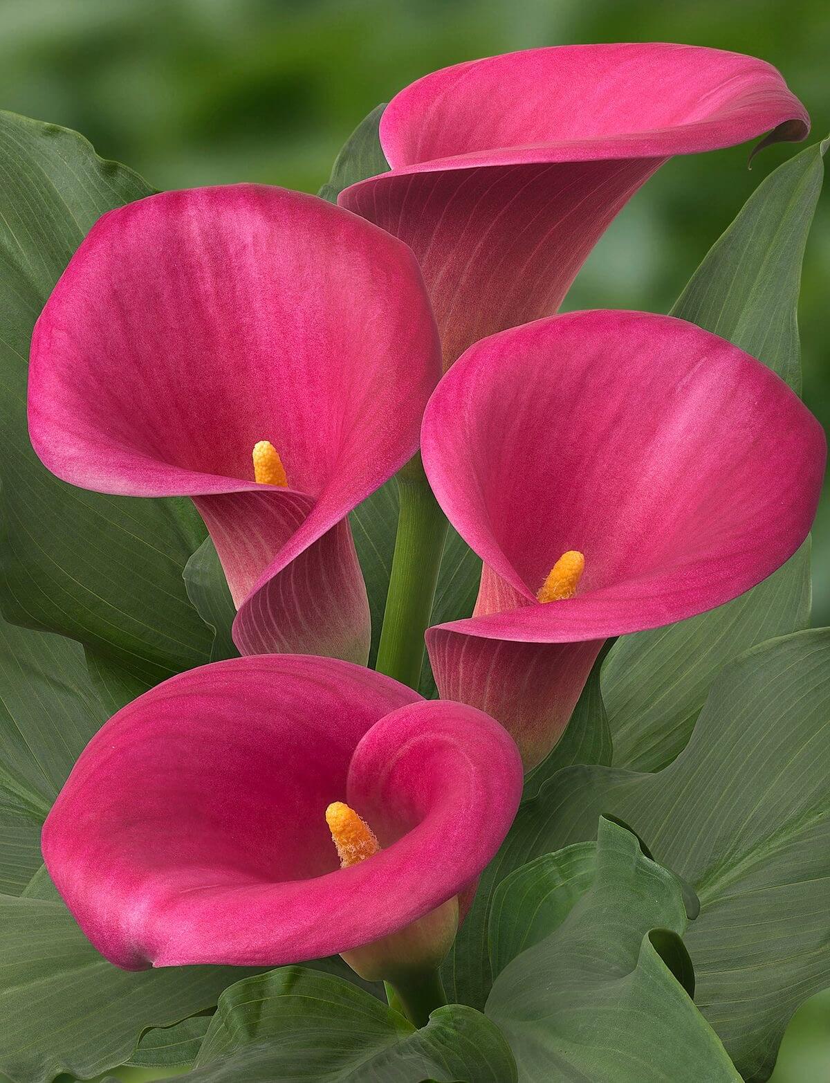 Dark Pink Calla Flower Seeds for Planting Premium Quality Heirloom & GMO Free Seeds for Home Garden
Sale