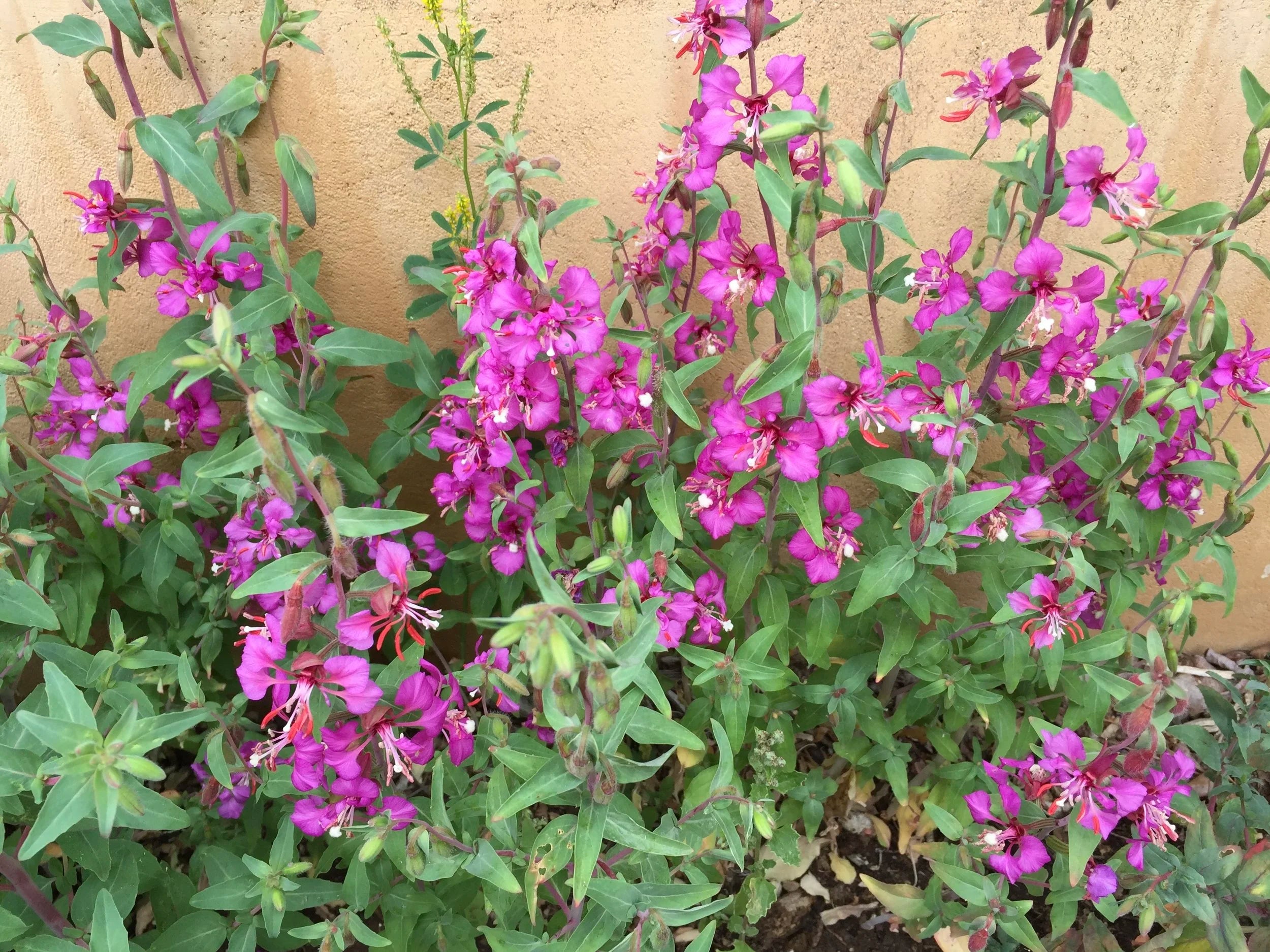 Purple Elegant Clarkia Seeds for Planting Vibrant Annual Flower Blooms