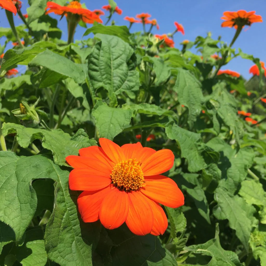 Orange Mexican Sunflower Planting Seeds - Bold Blooms