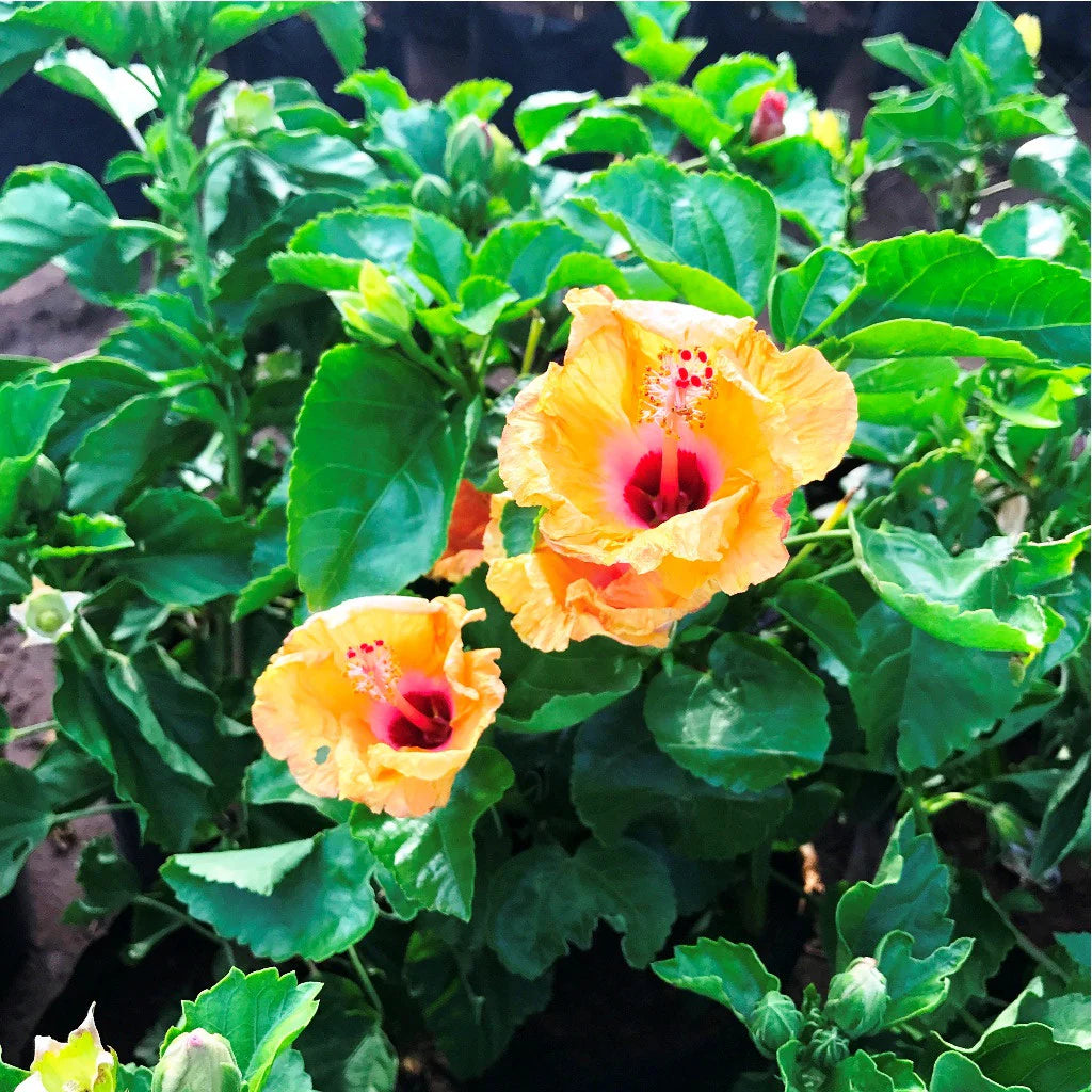 Hibiscus Orange Seeds for Planting - Stunning Tropical Blooms - Evergrowseeds