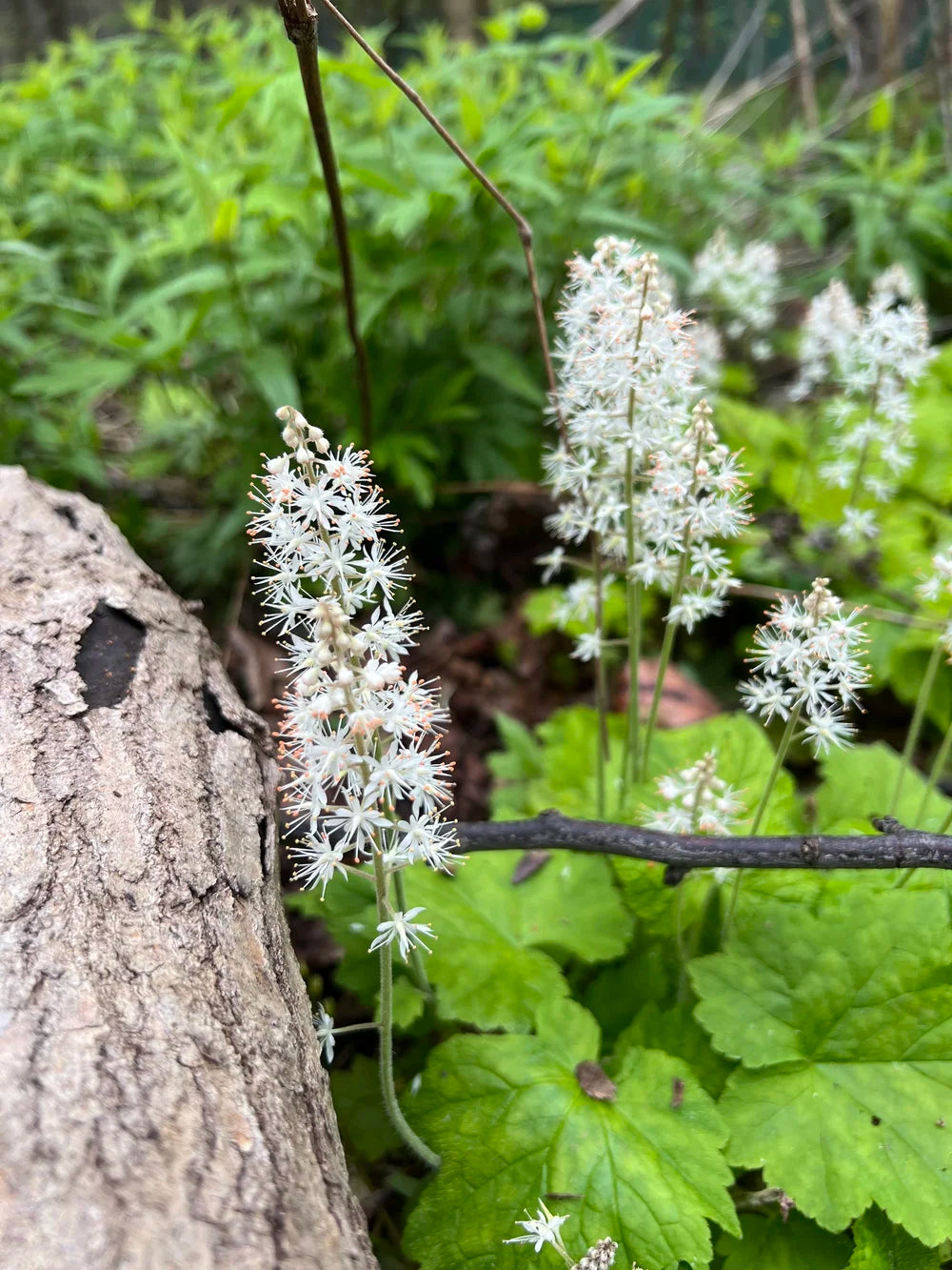 White Tiarella Trifoliata Flower seeds for Planting - Colorful Display, Heirloom & GMO Free Seeds for Home Garden
