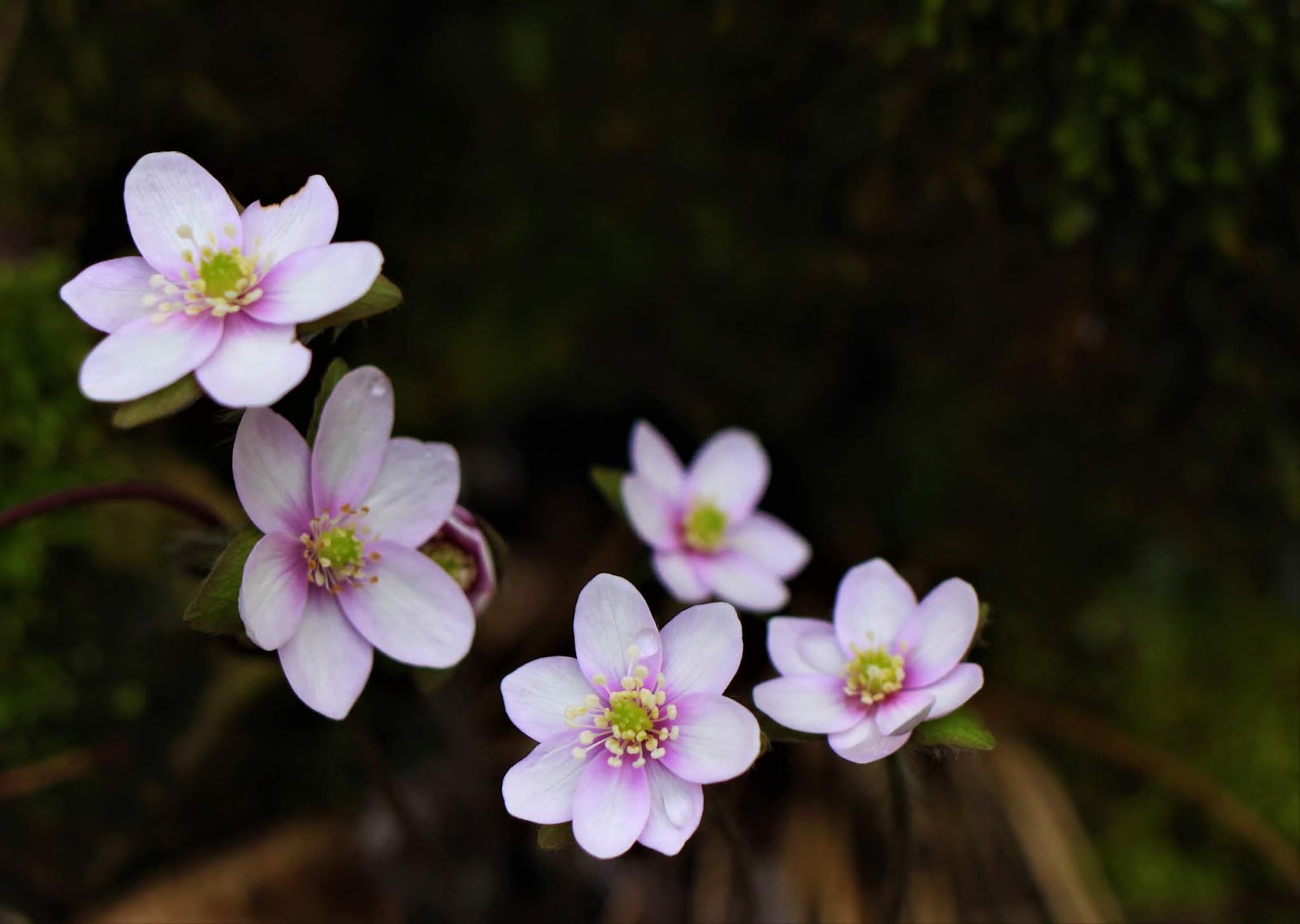 Pink White Hepatica Flower seeds for Planting - Hardy Variety, Heirloom & GMO Free Seeds for Home Garden