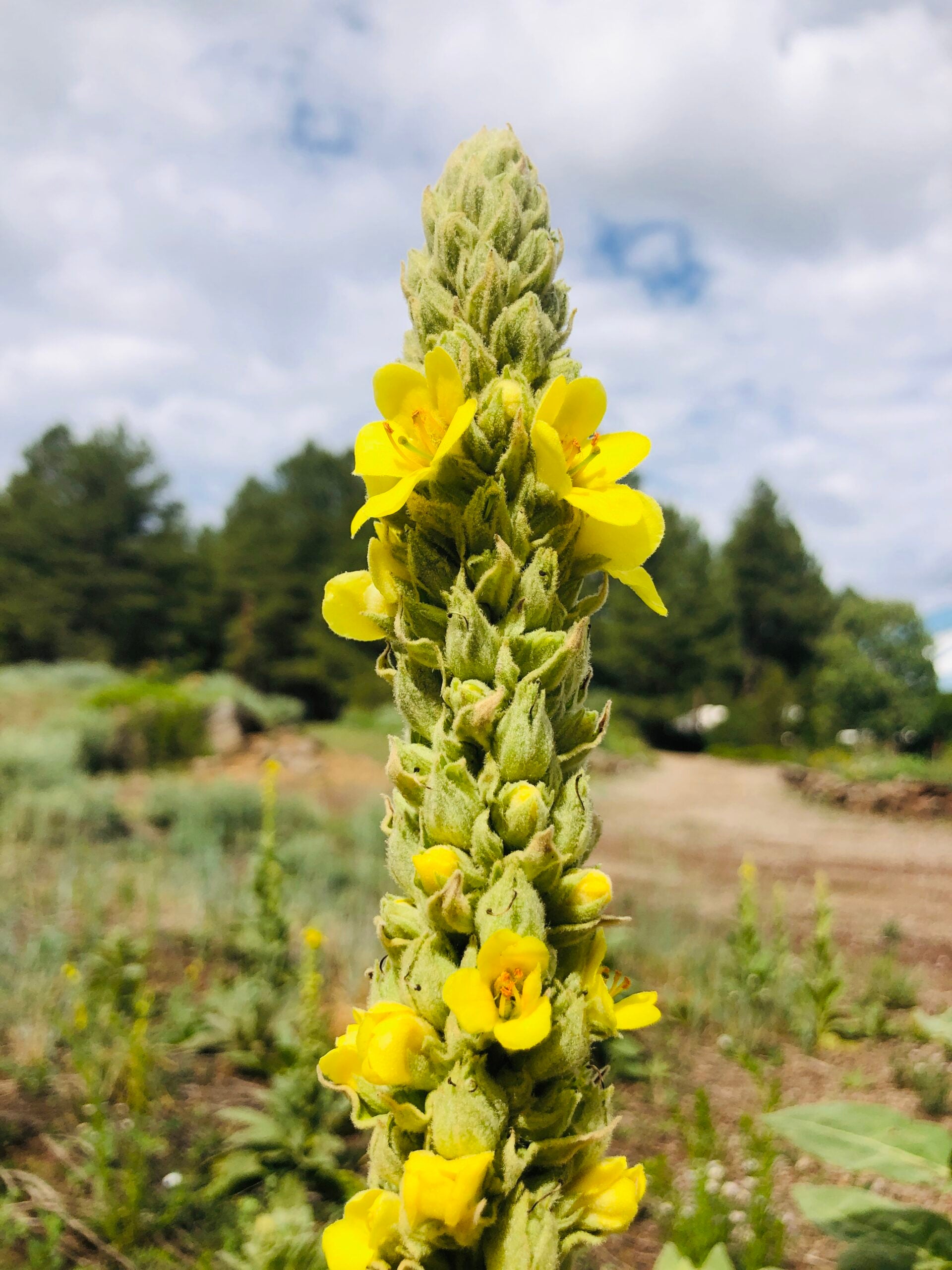 Yellow Verbascum Thapsus Flower seeds for Planting - Seasonal Bloomer, Heirloom & GMO Free Seeds for Home Garden