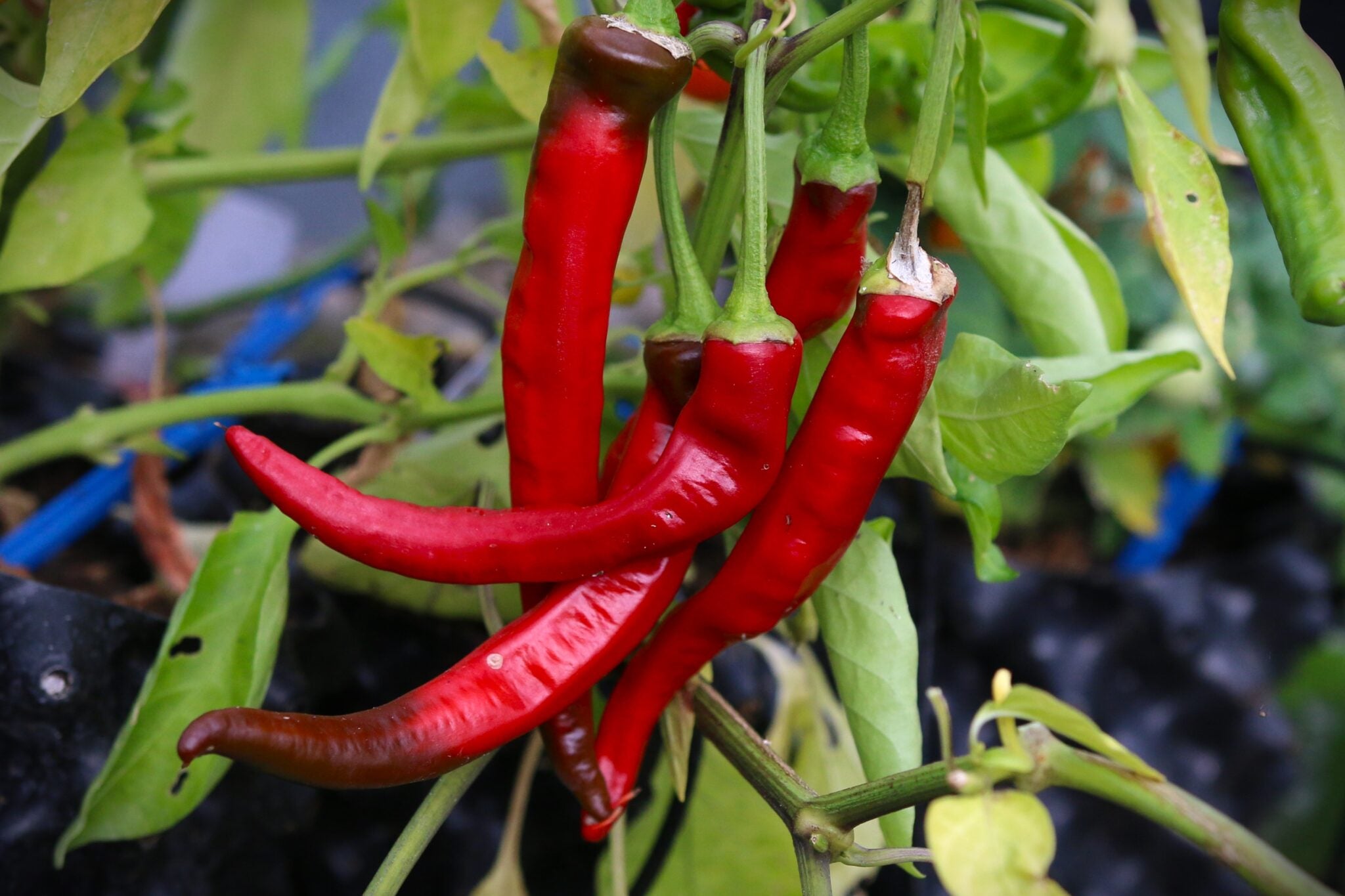 Aji Cacho de Cabra Pepper Capsicum chinense Seeds for Planting in Vegetable Patch & Garden