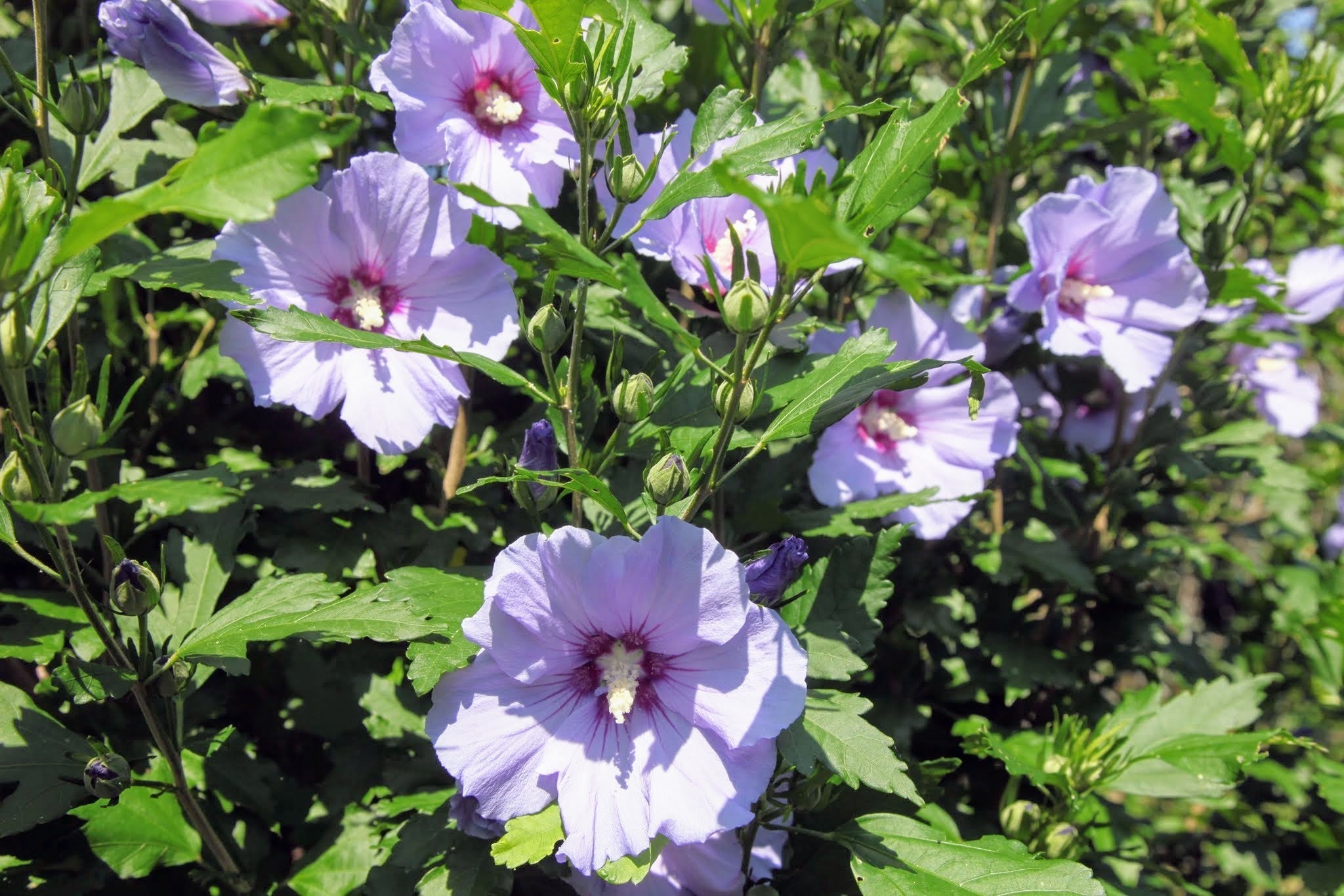 Sharon Hibiscus Seeds For Beautiful Tropical Flower Displays