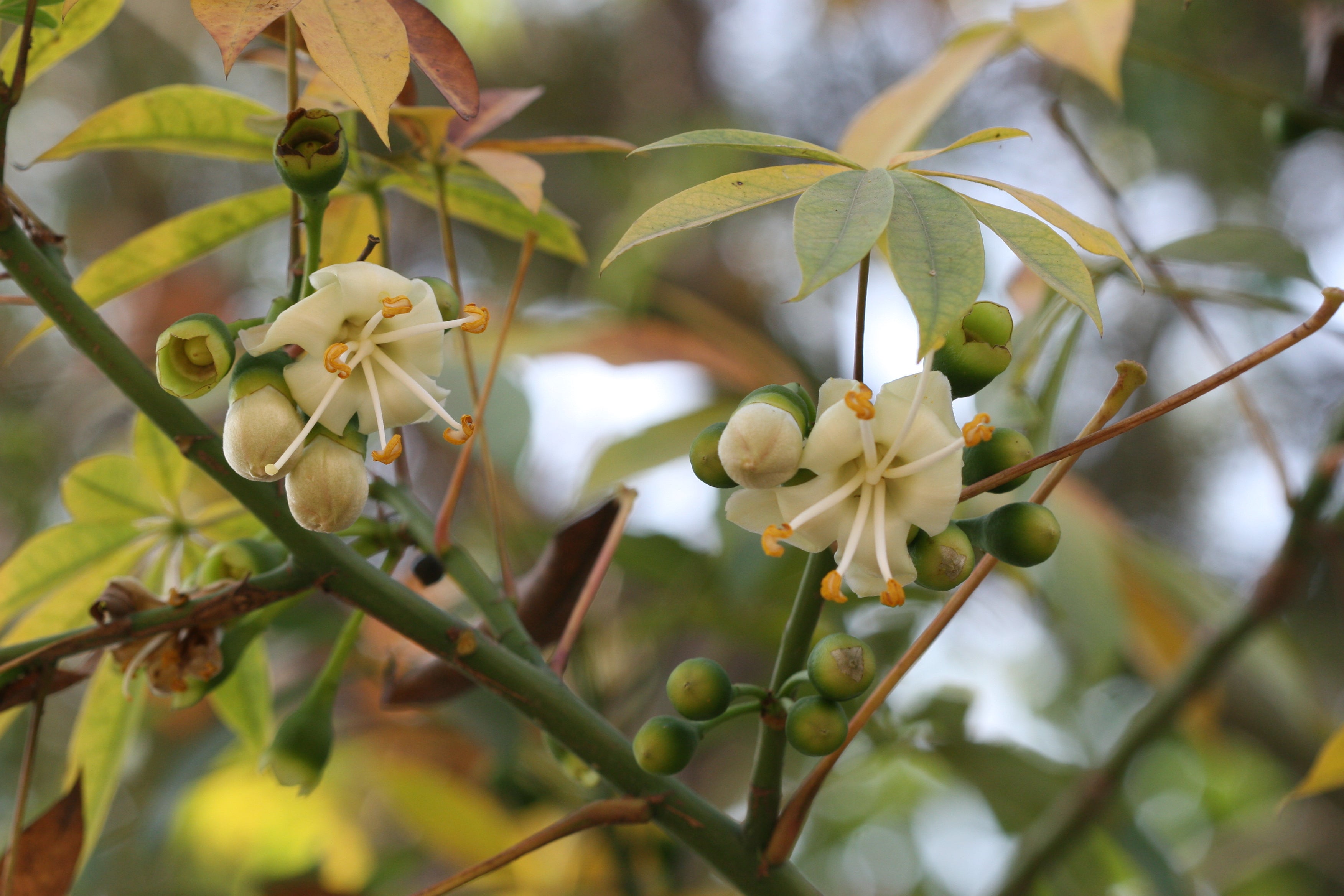 Green Ceiba Pentandra Flower Seeds for Planting Create Stunning Tropical Gardens