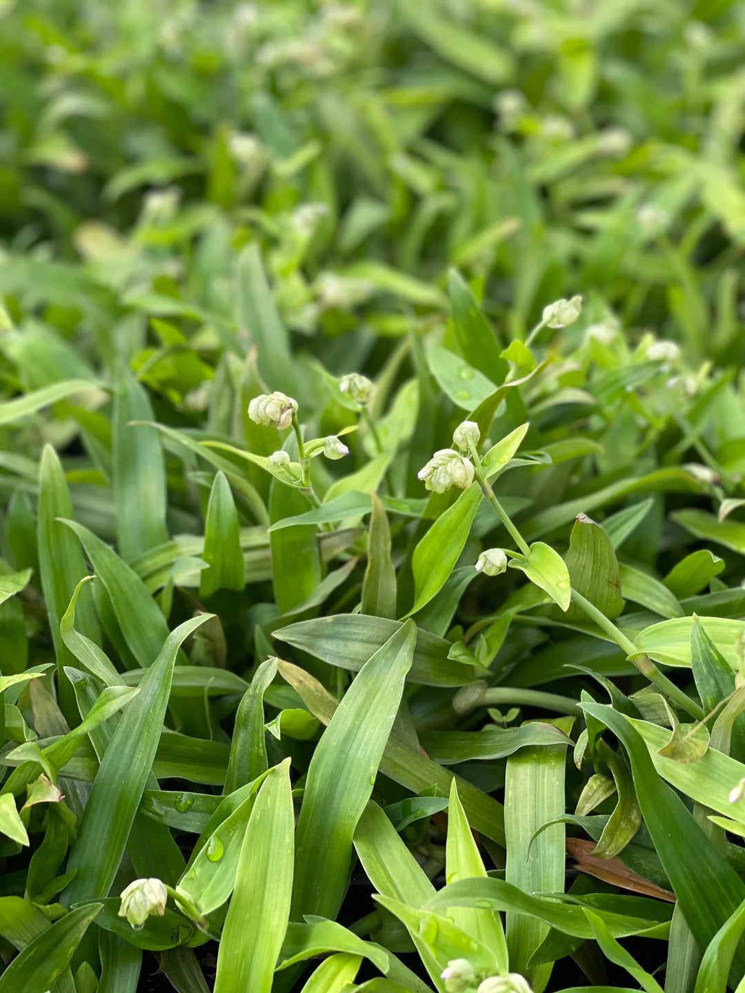 Beijing Plant Seeds: Essential Planting Supplies