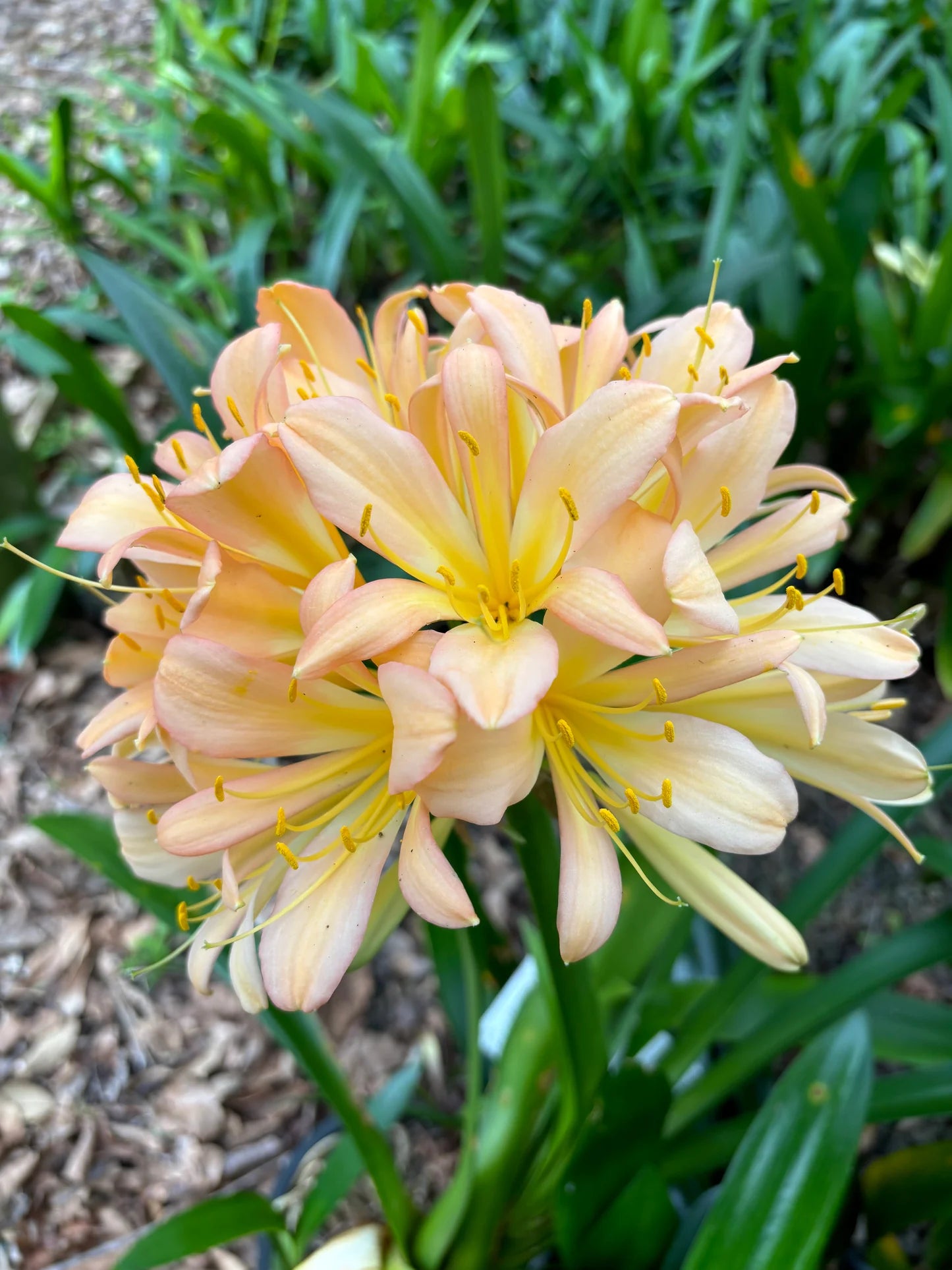 Mixed Clivia Clivia spp Seeds for Planting in Indoor Garden