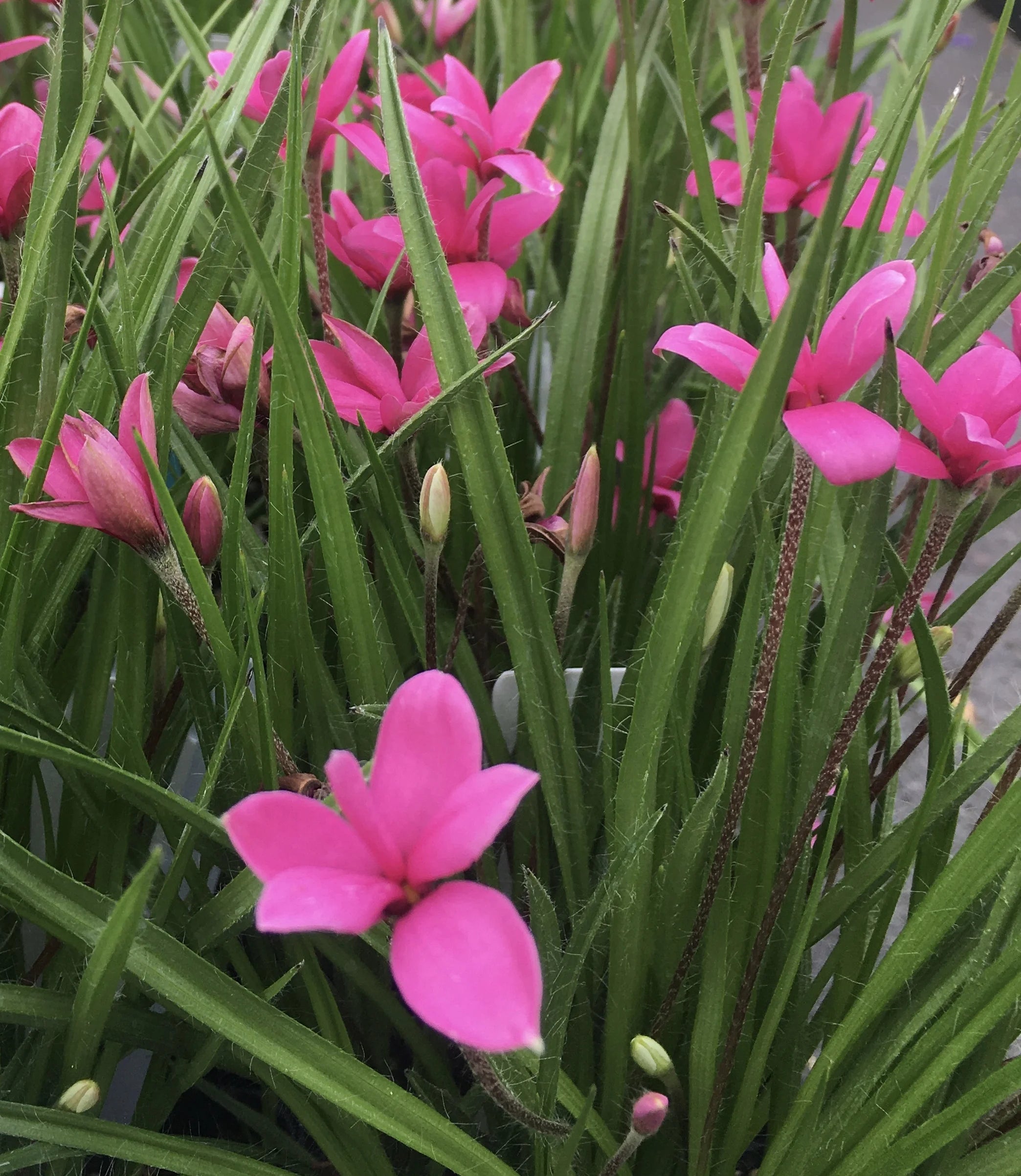 Rhodohypoxis Flower seeds for Planting - Hardy Variety, Heirloom & GMO Free Seeds for Home Garden
