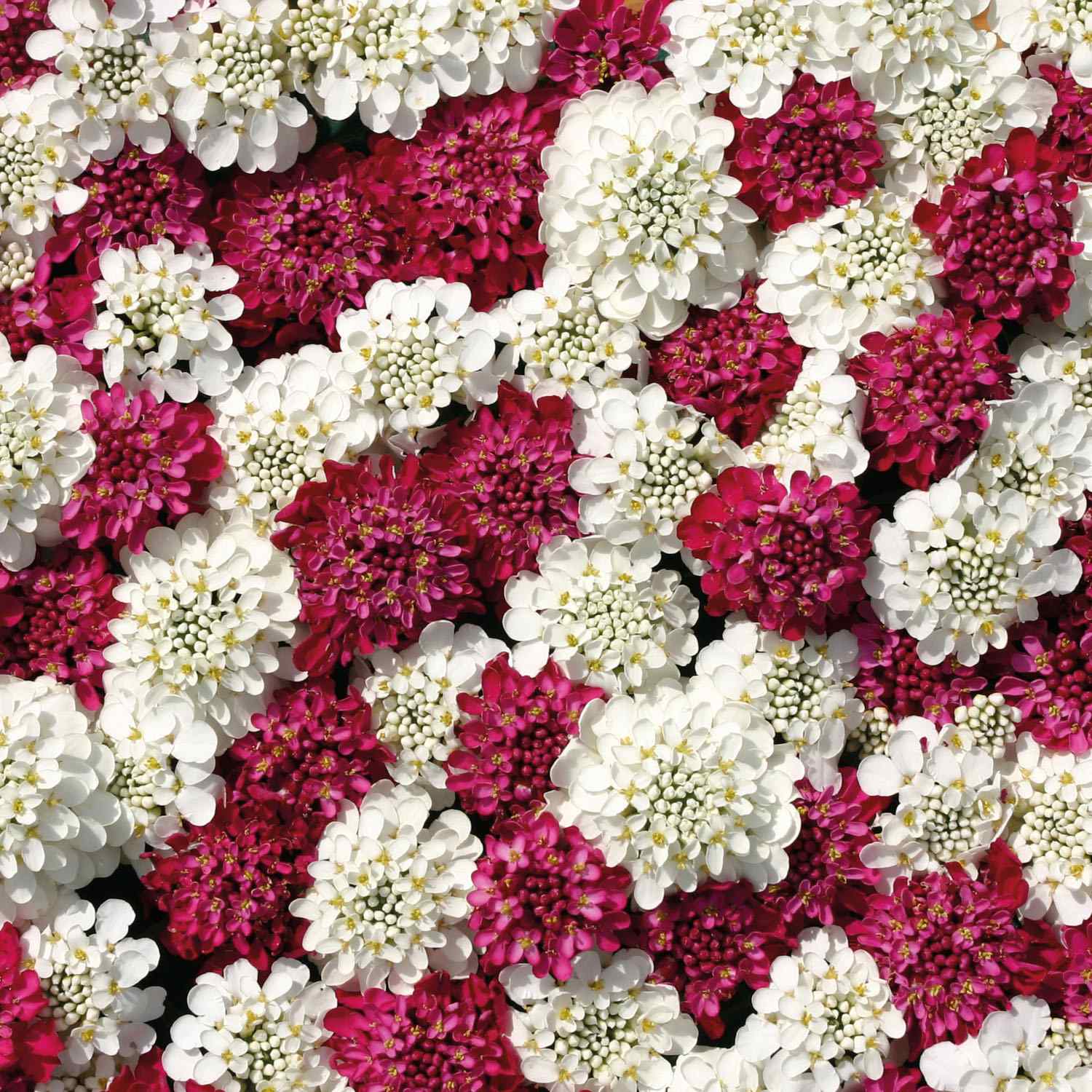 Iberis Red & White Mix Candytuft Seeds for Vibrant Garden Blooms growing in home gardens, containers, raised beds, and outdoor landscapes