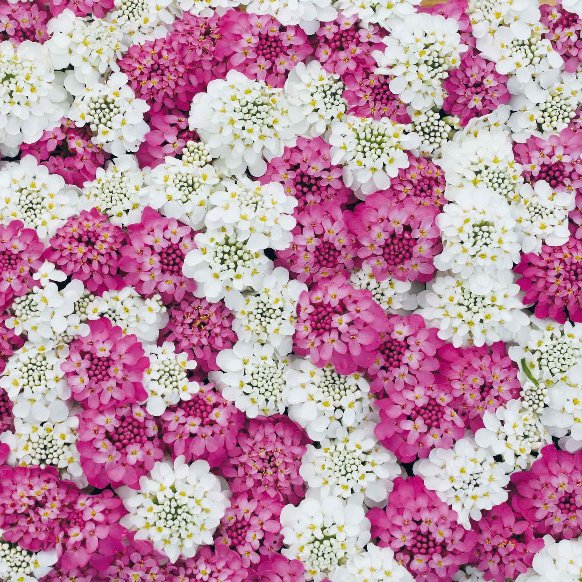 Iberis Red & White Mix Candytuft Seed for Plantings for Planting for Vibrant Garden Blooms Heirloom Non-GMO Seeds