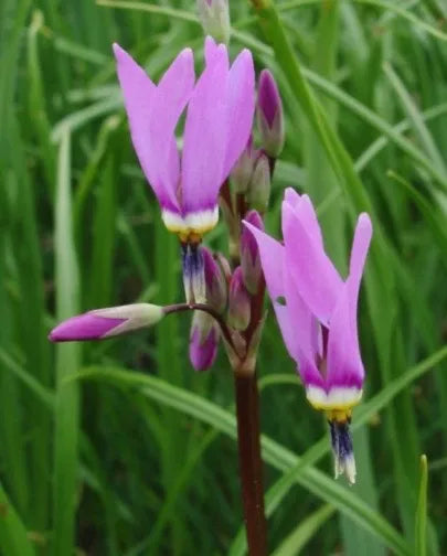 Purple Dodecatheon Flower seeds for Planting - Cut Flower Favorite, Heirloom & GMO Free Seeds for Home Garden